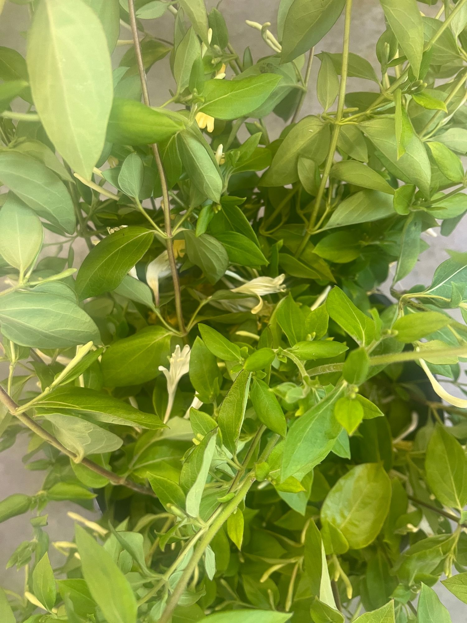 Honeysuckle
