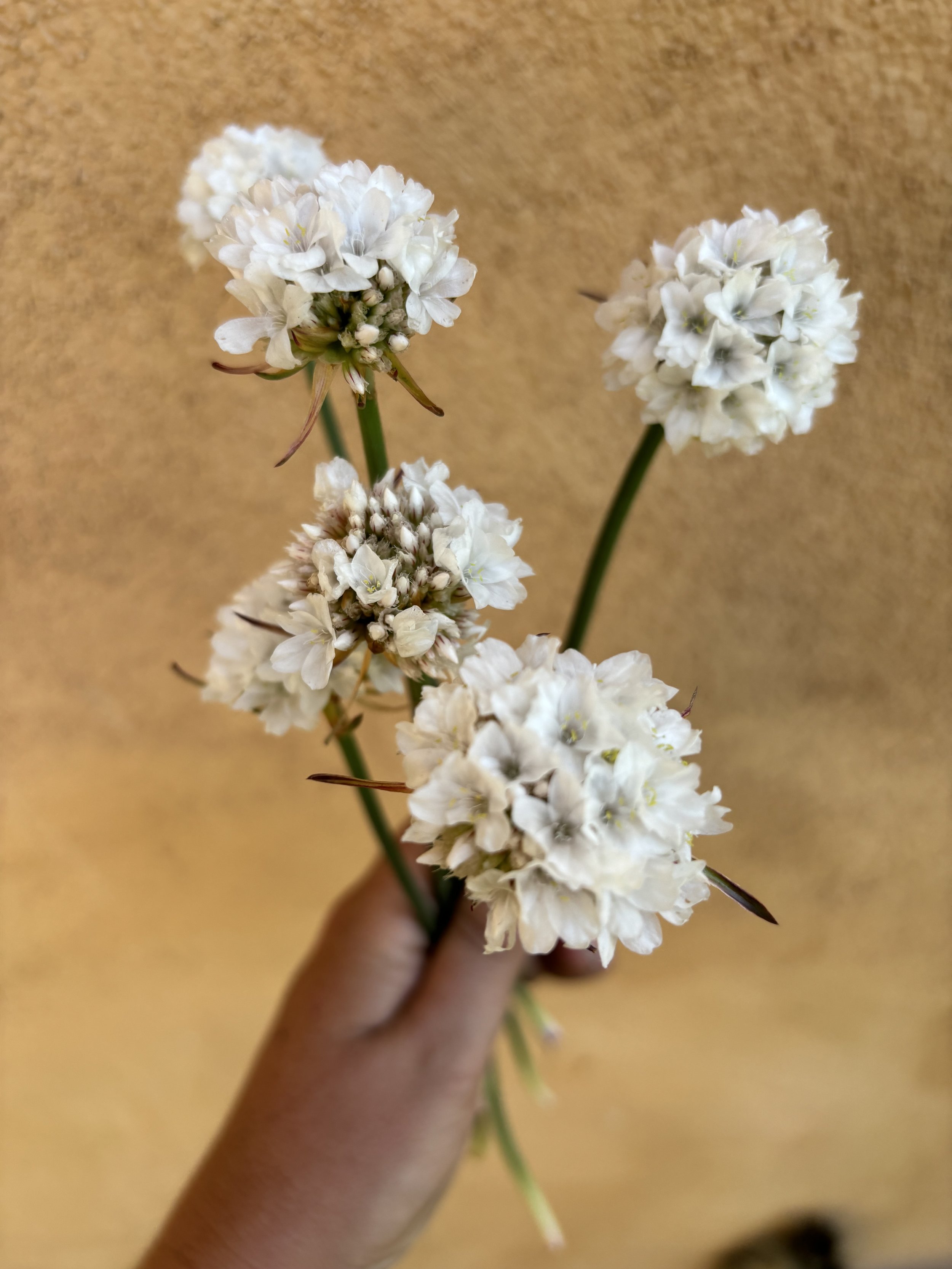 Armeria 'Dream Cloud'