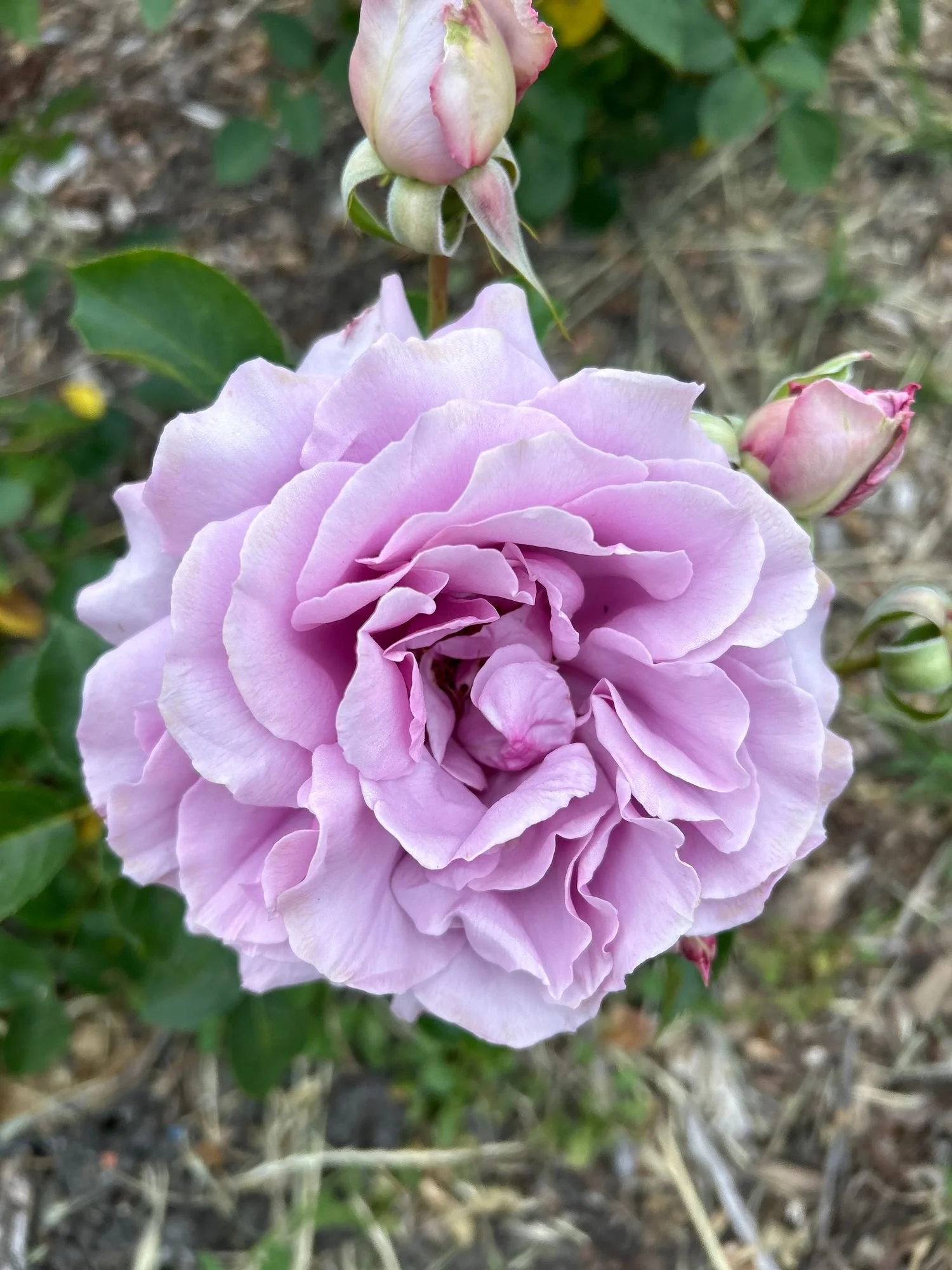 ROSA hybrida Love Song