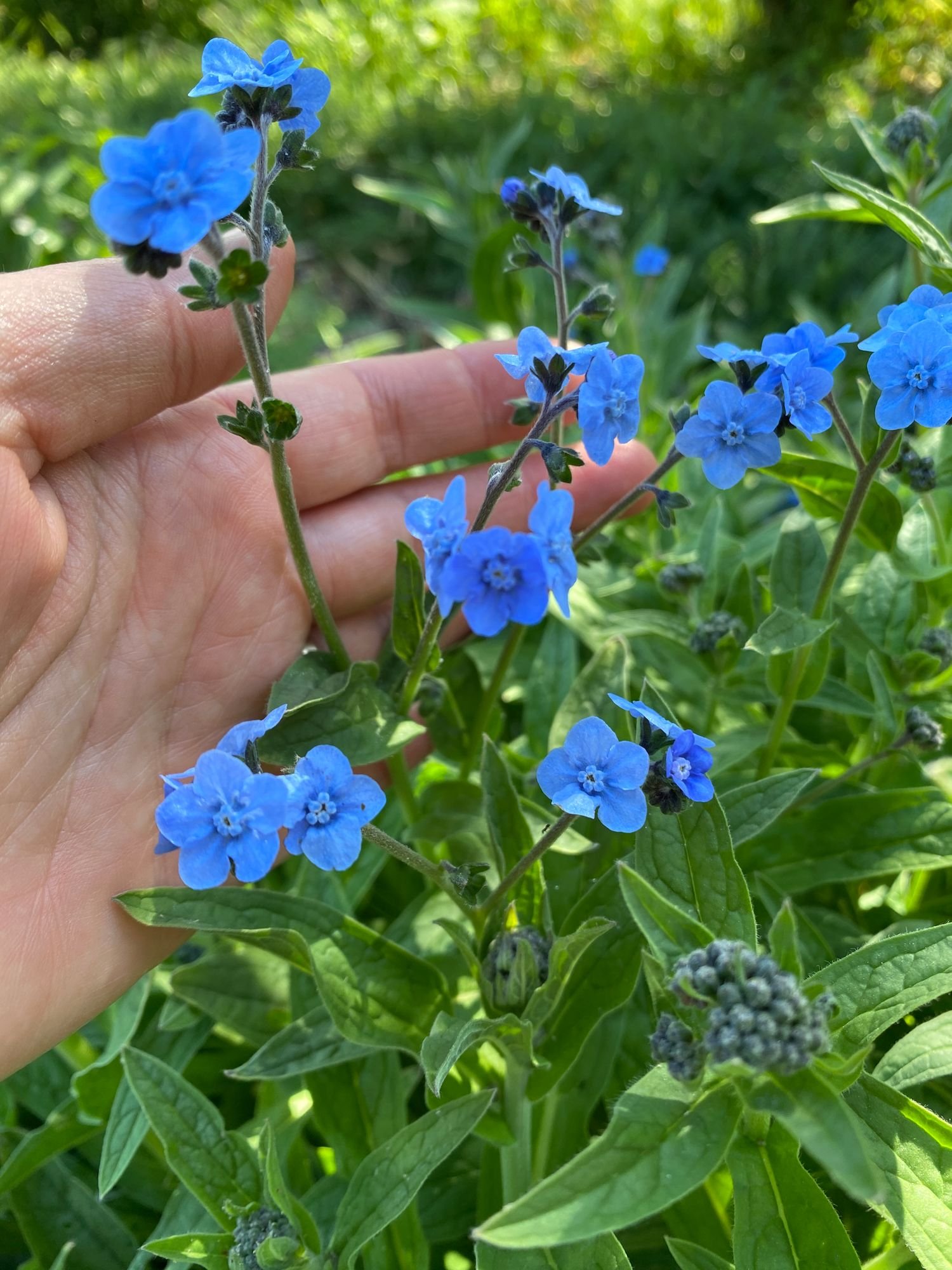 Cynoglossum 'Blue Forget-Me-Not'