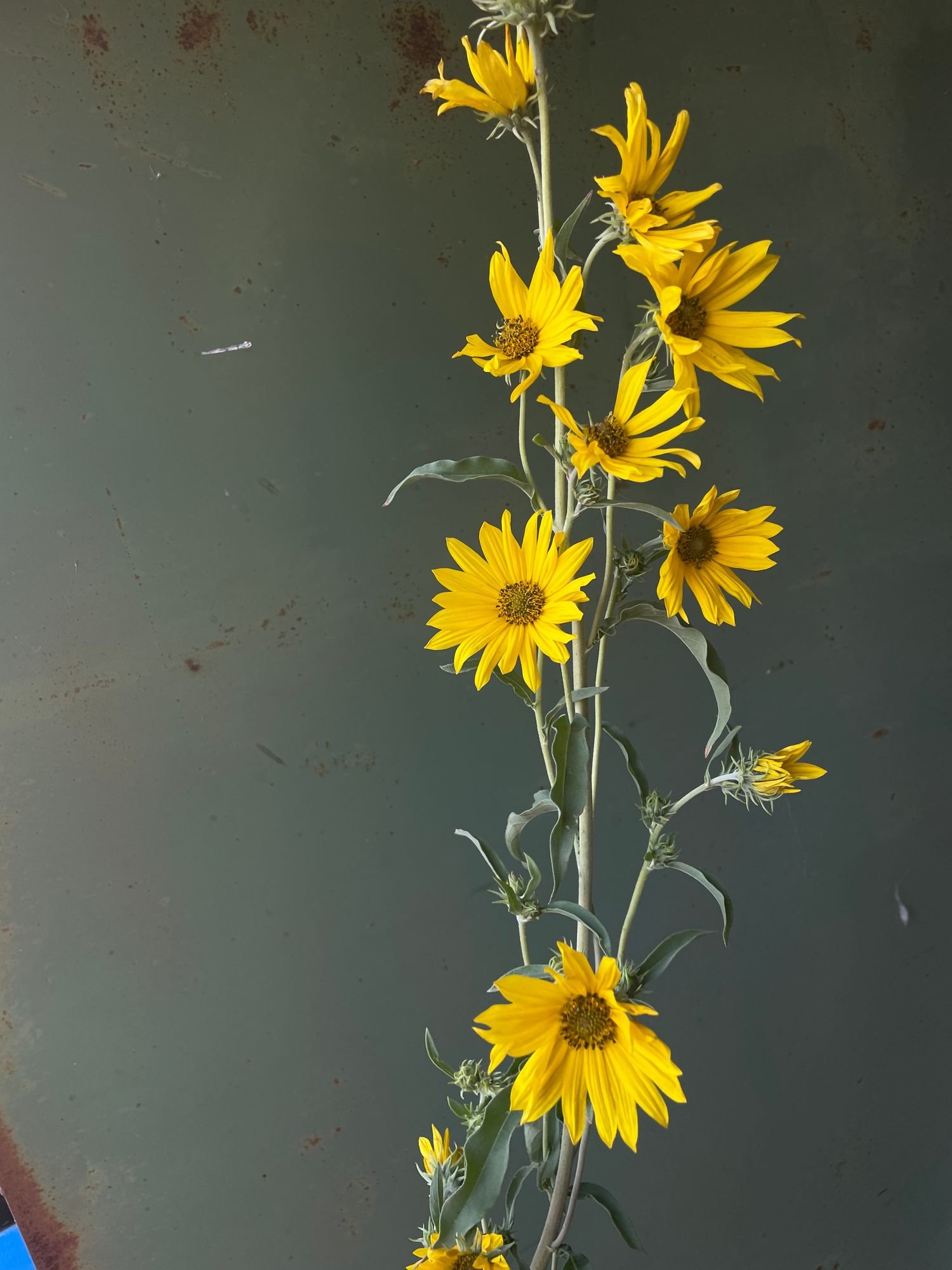 HELIANTHUS maximiliani