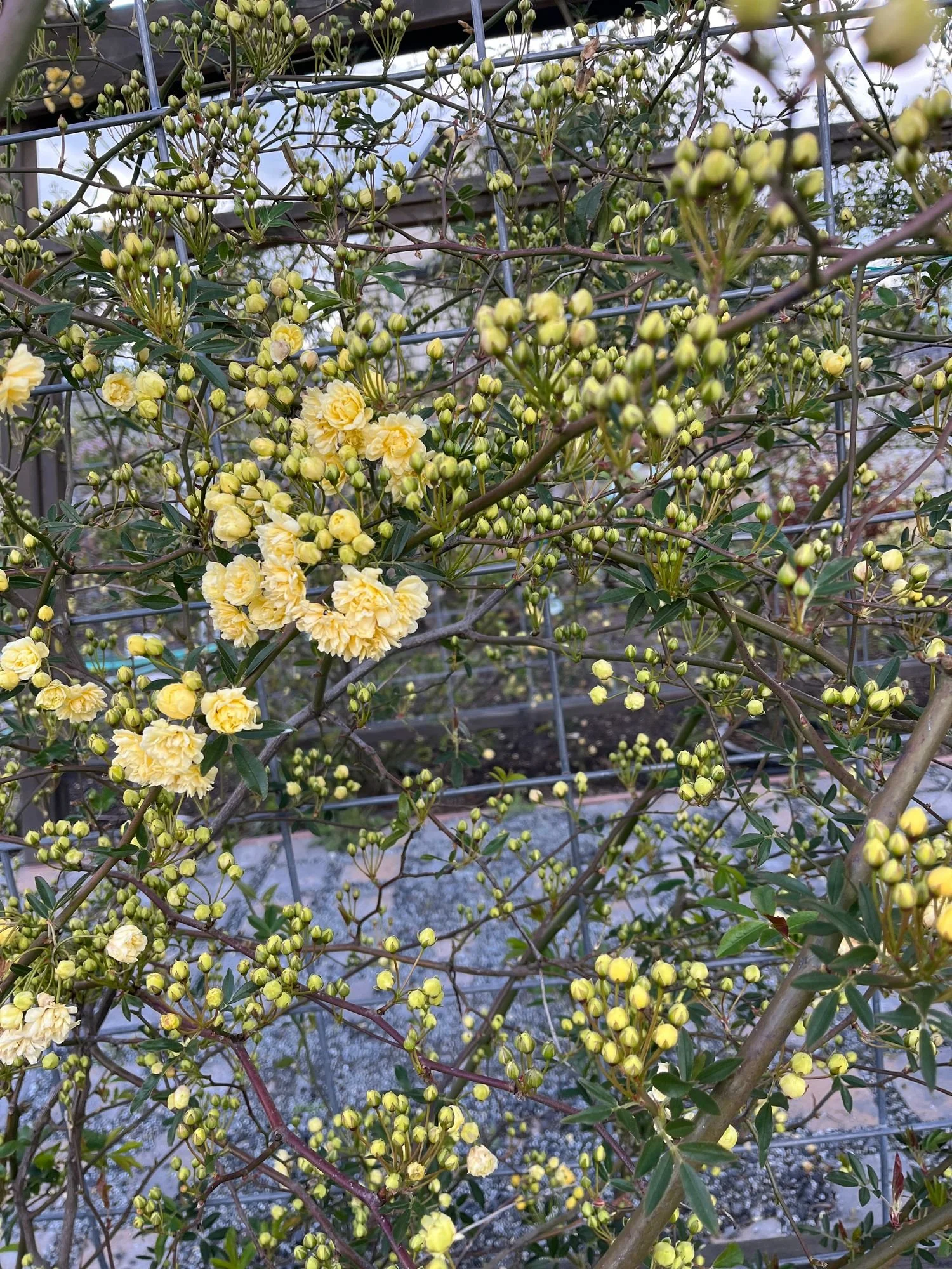 Lady Banks Rose Yellow