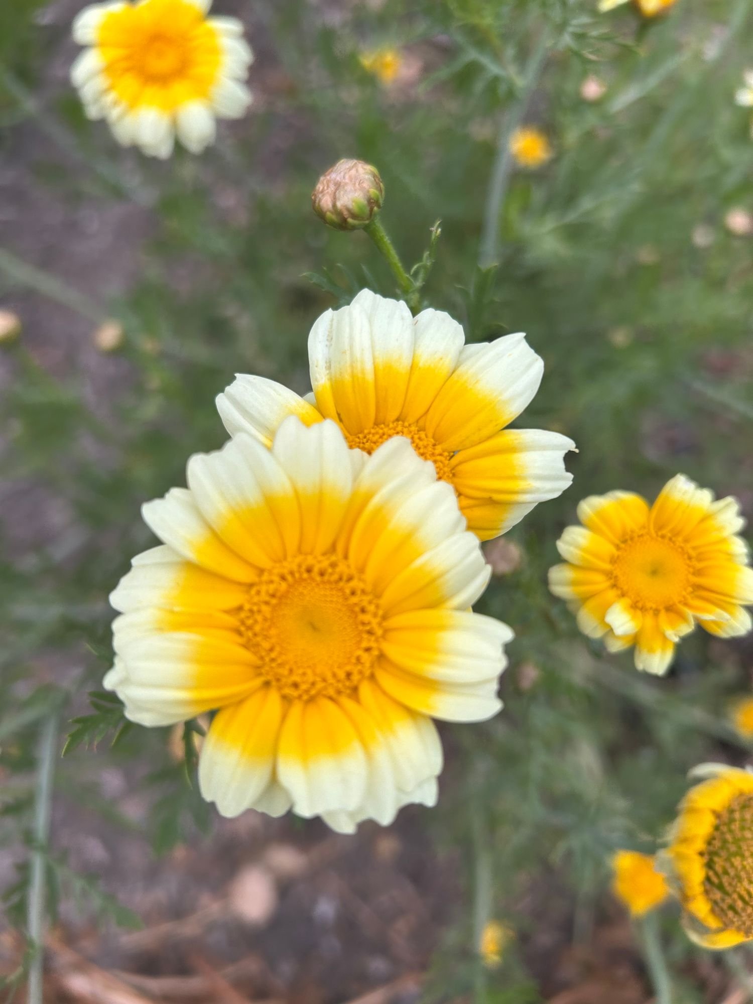GLEBIONIS coronaria