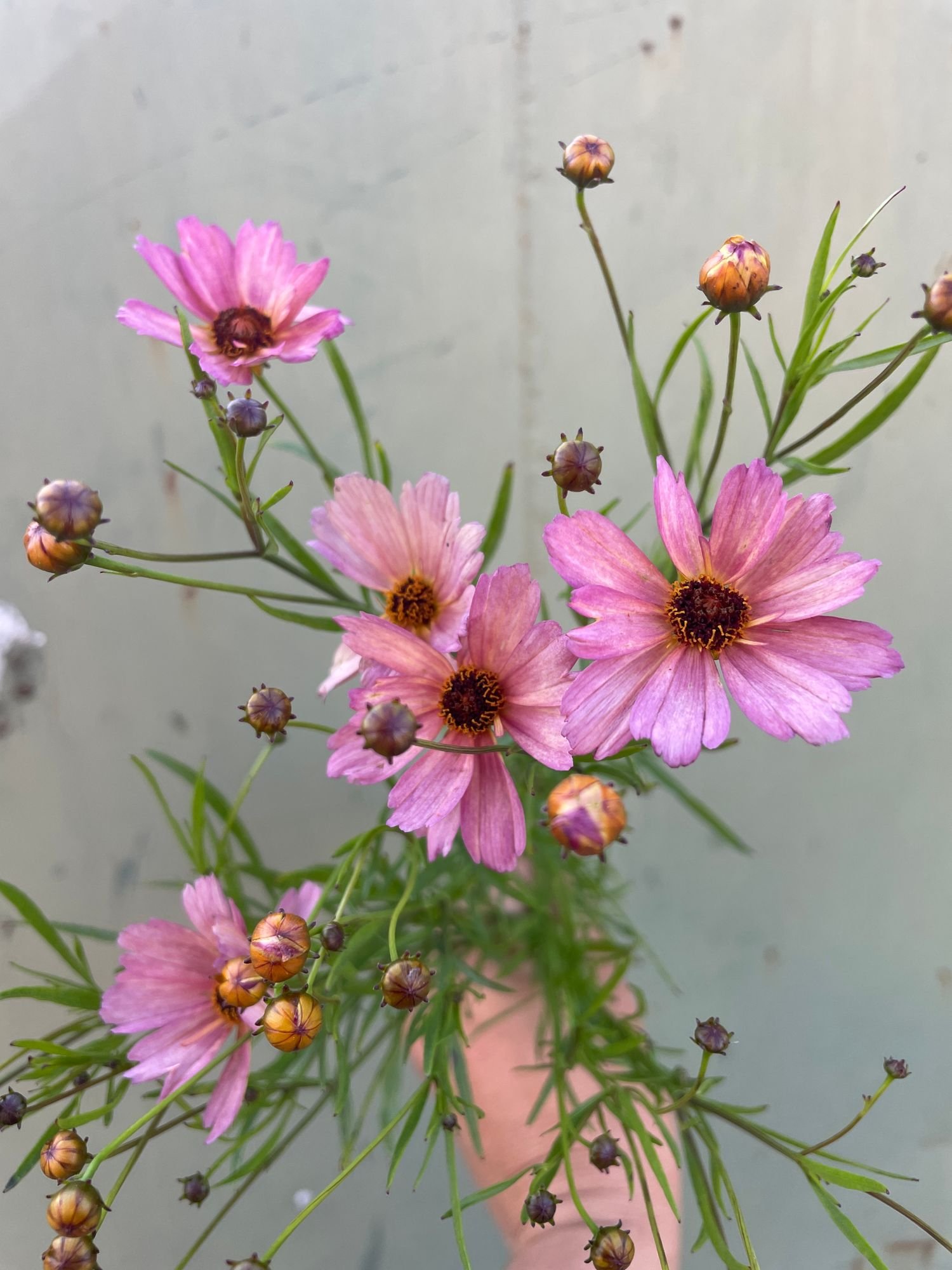 COREOPSIS verticillata Nova Sunstone