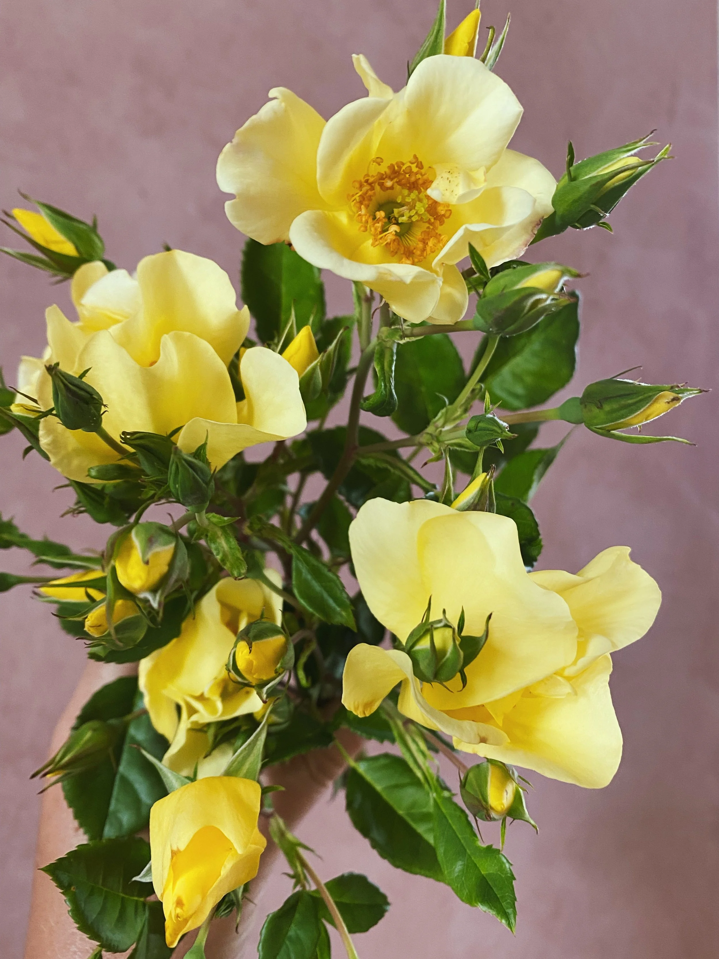 ROSA hybrida Limoncello