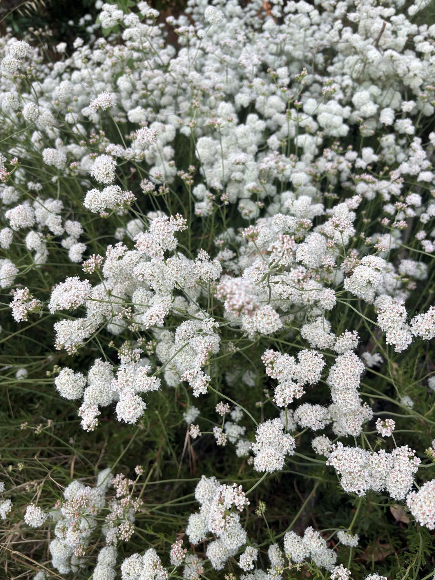 ERIOGONUM fasciculatum Warriner Lytle