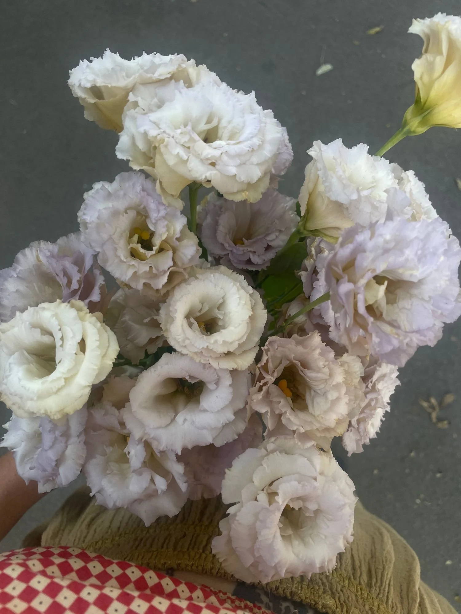 EUSTOMA grandiflorum Blue Chateau