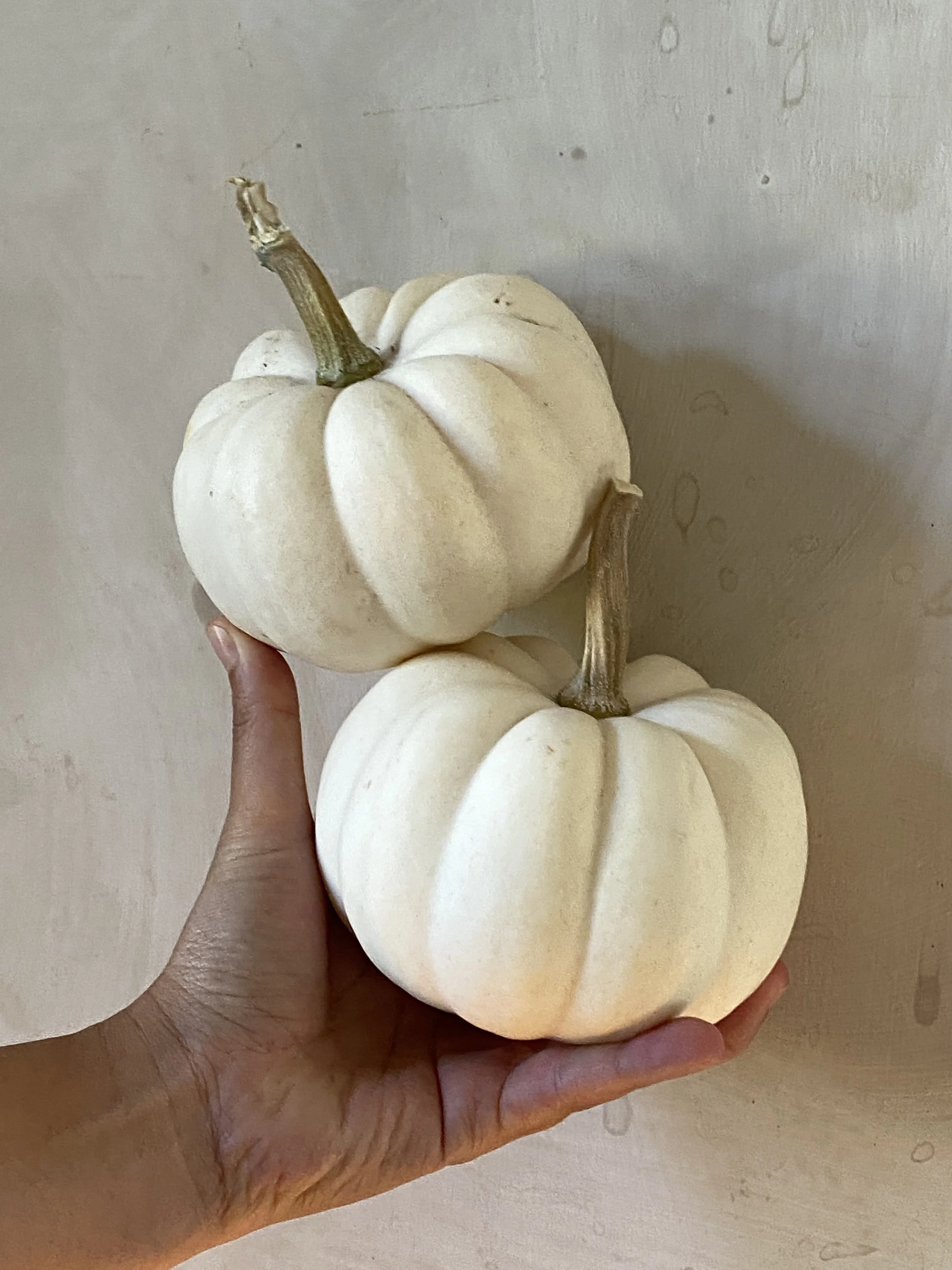 Pumpkin - White