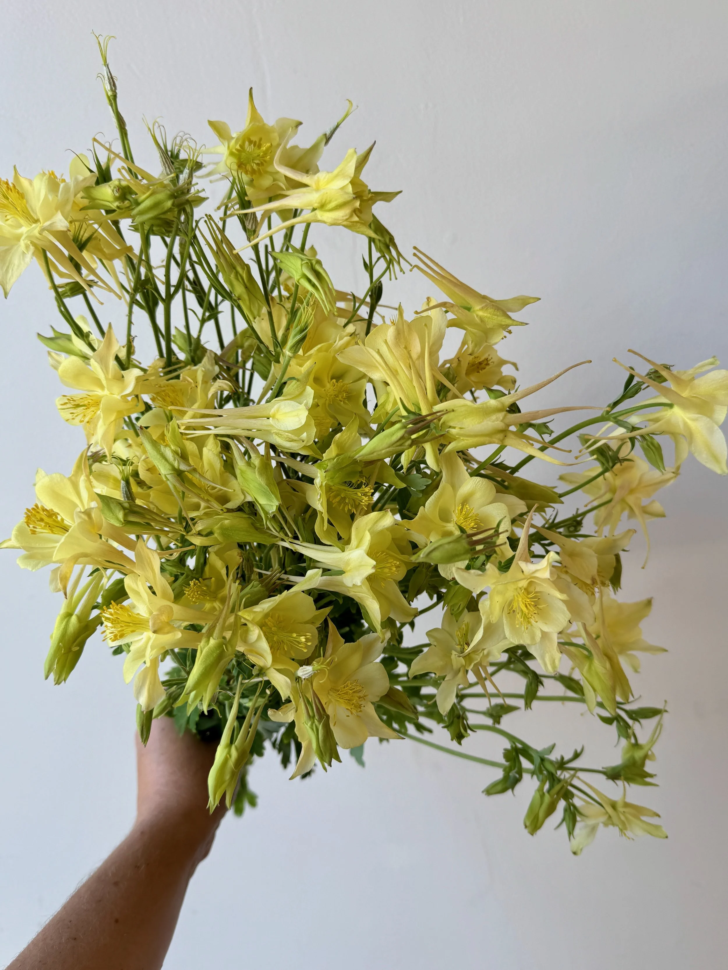 AQUILEGIA x Swan Yellow