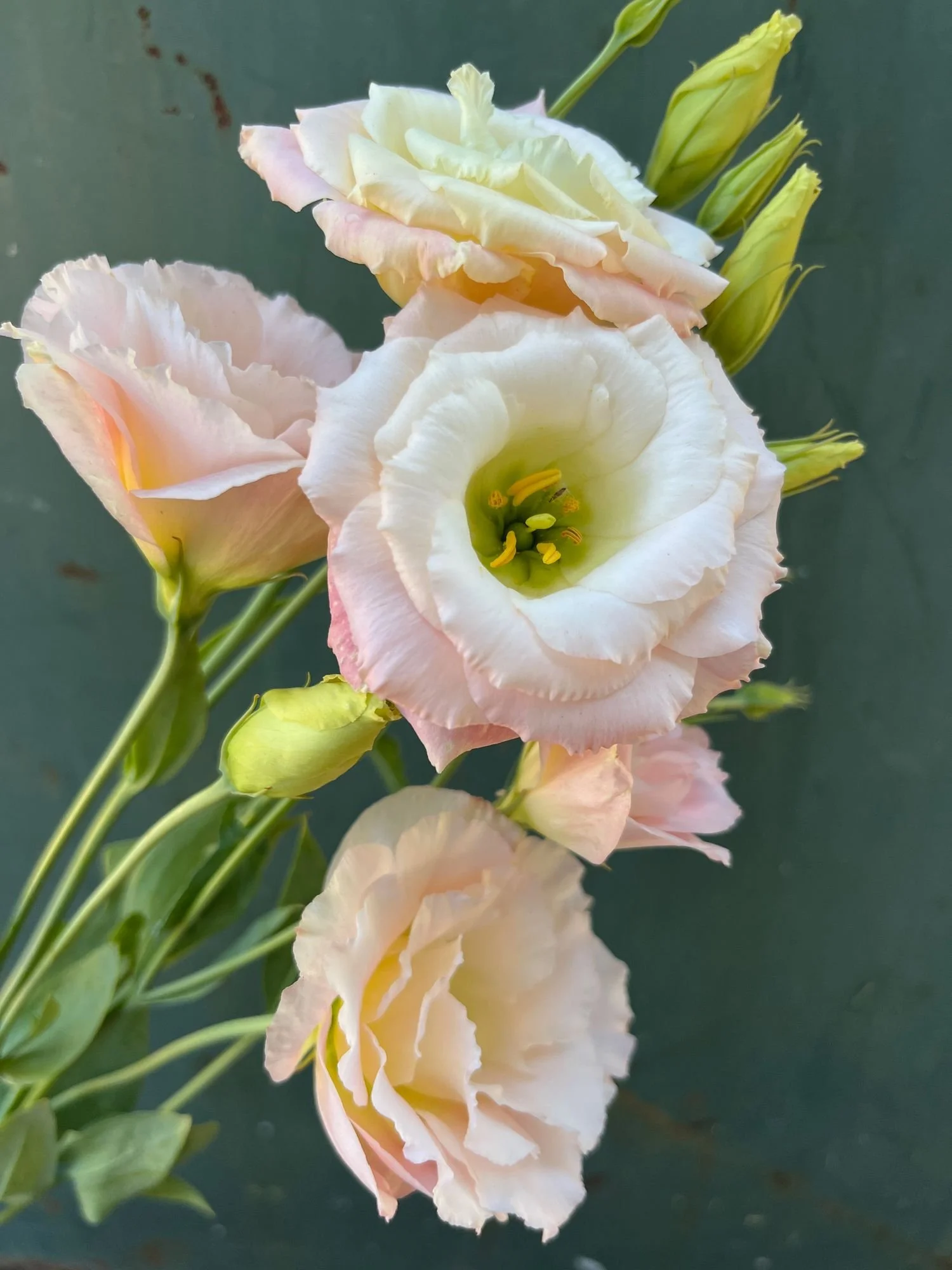 EUSTOMA grandiflorum Echo Champagne