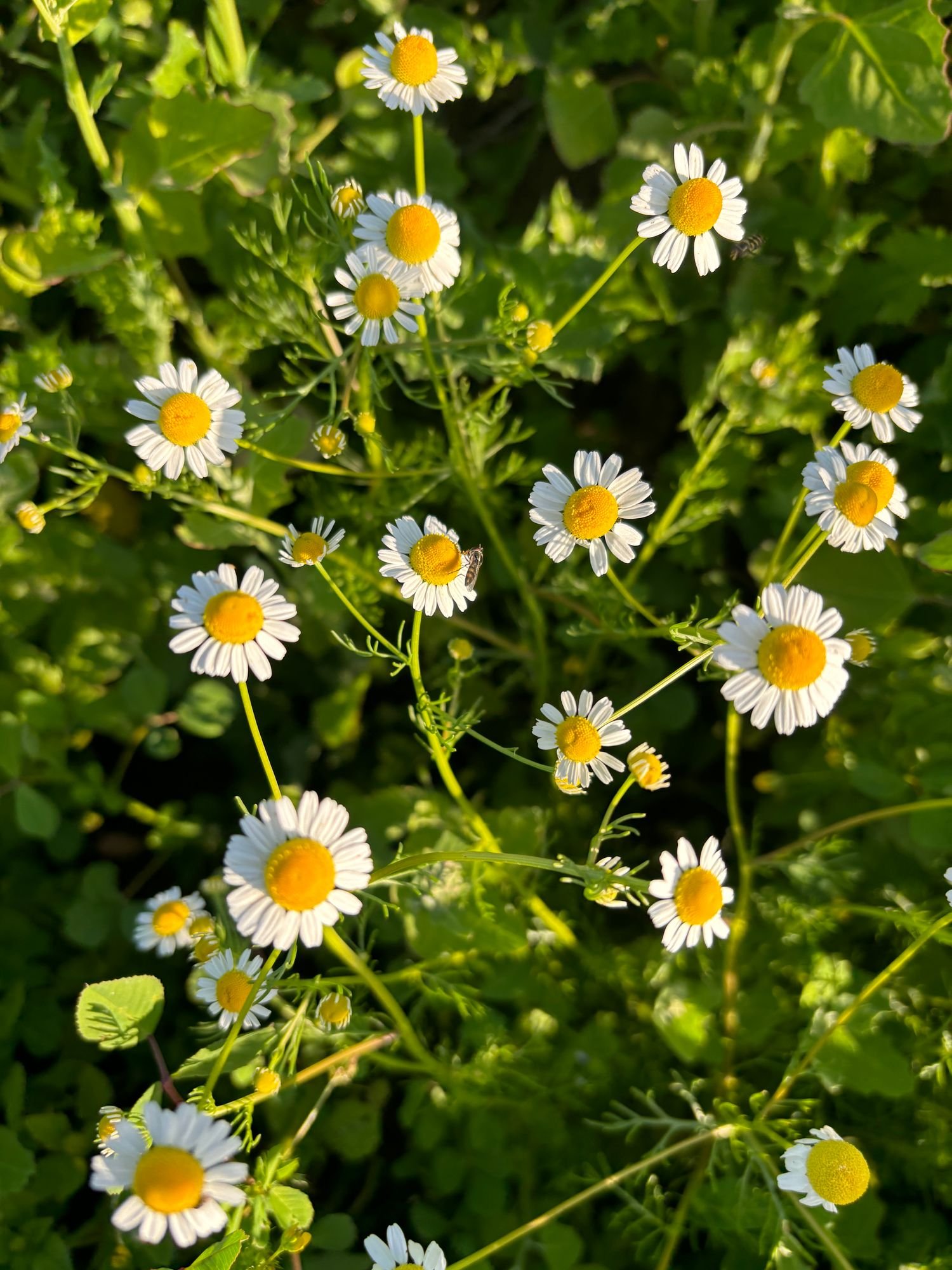 Anthemis cotula $11 bu