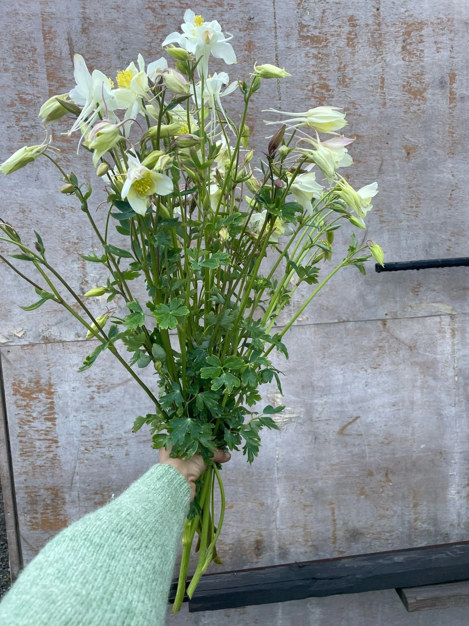 Columbine