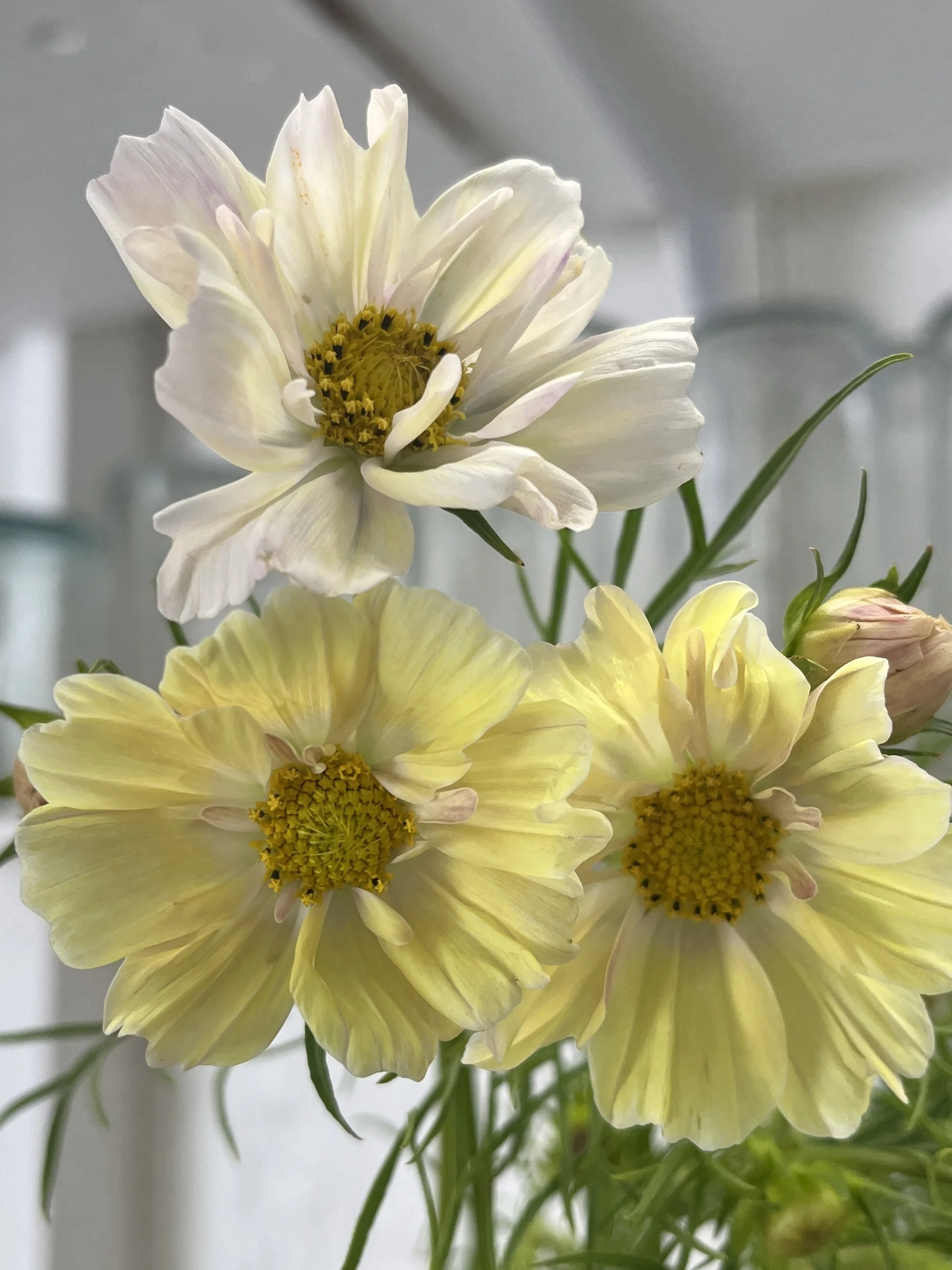 COSMOS bipinnatus Limelight