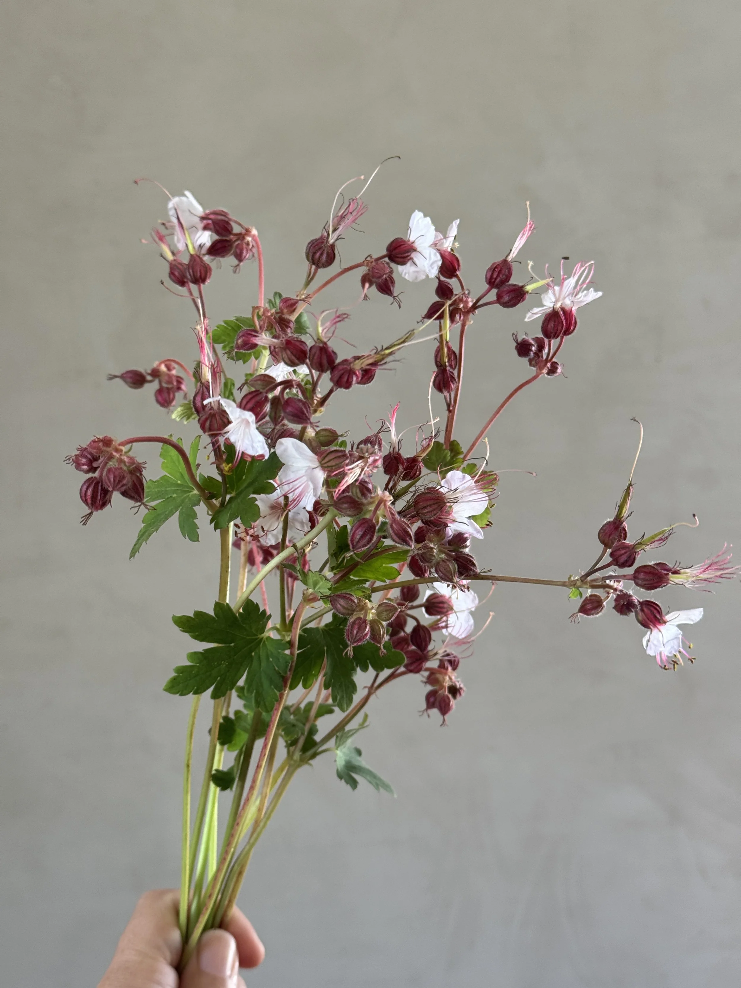 GERANIUM macrorrhizum Spessart