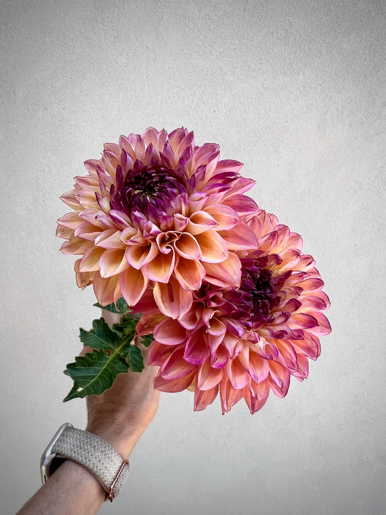 DAHLIA Wine Eyed Jill