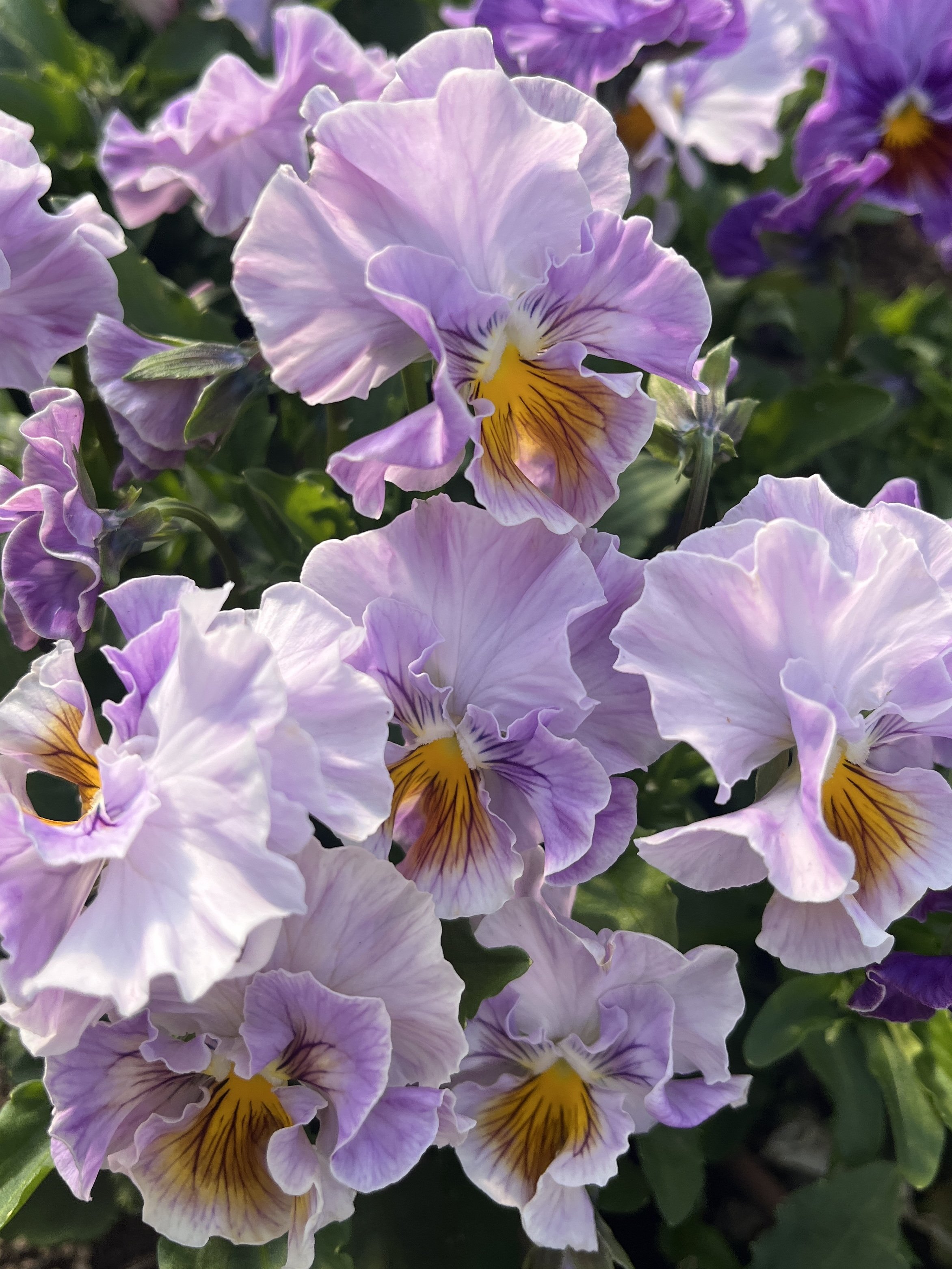 VIOLA x wittrockiana Flamenco Soft Light Azure Limonette