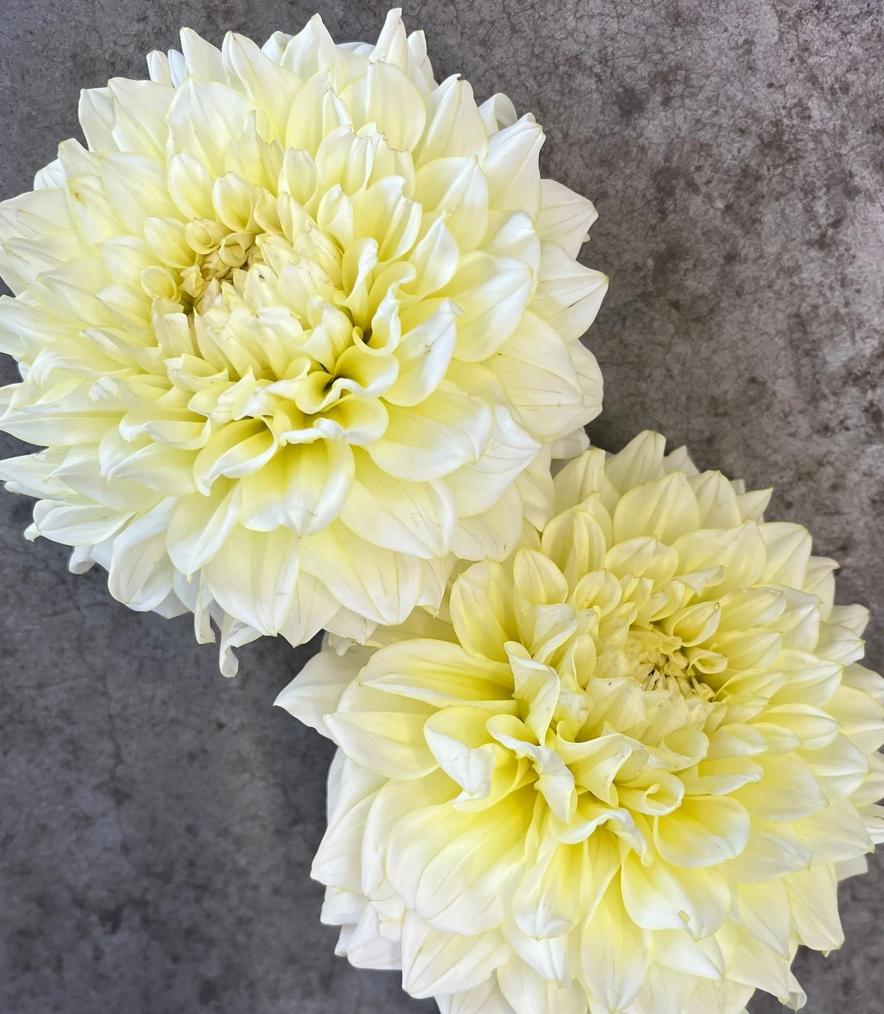 DAHLIA Lee's Halo (limited quantity)