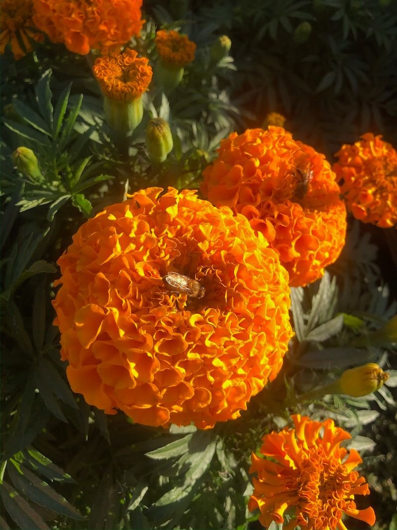 Marigold 'Jedi Orange'