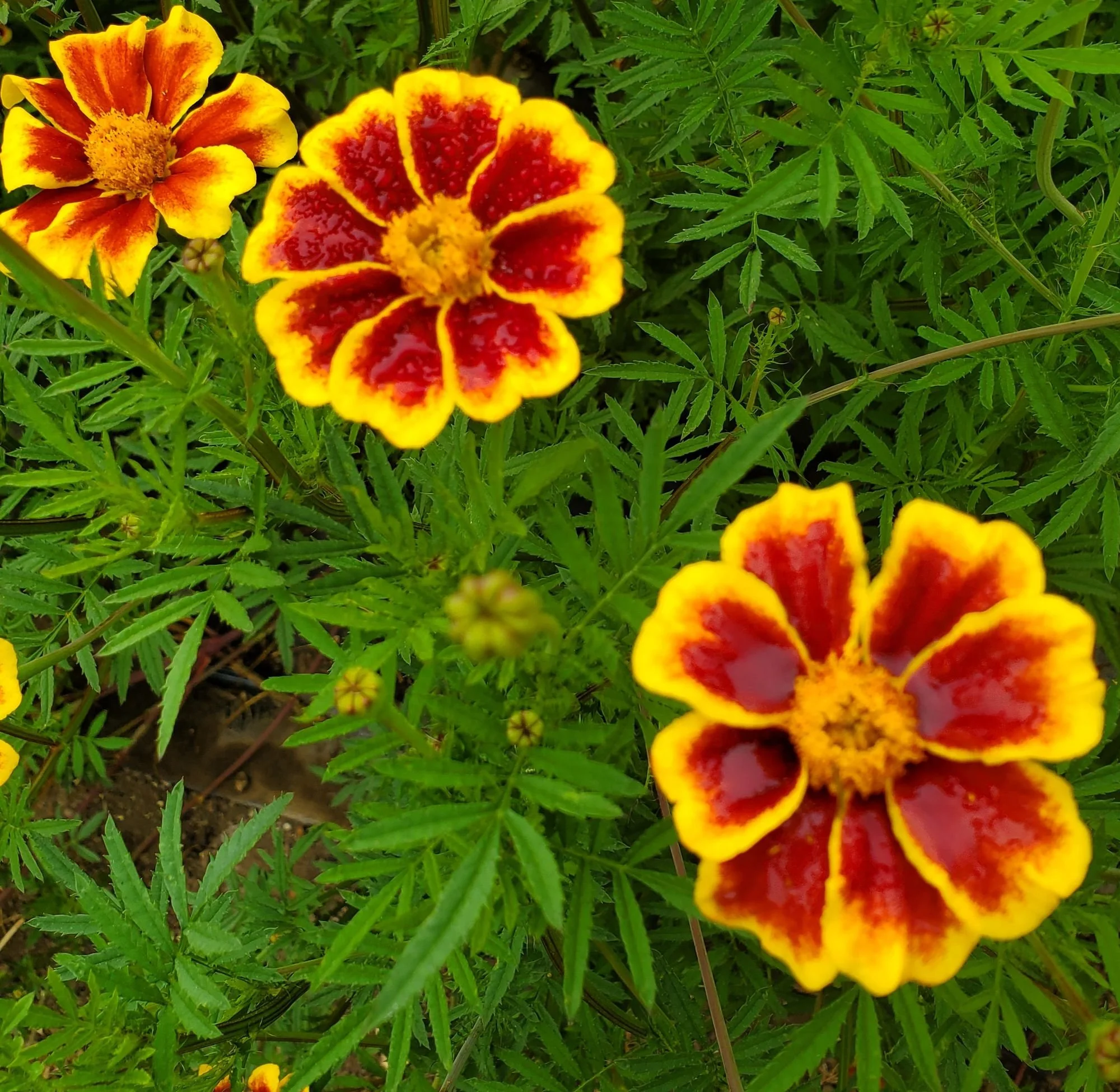 Marigold 'French Marigold'