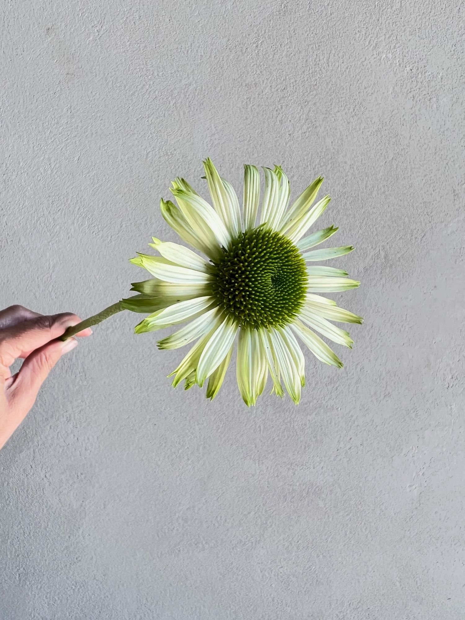 ECHINACEA purpurea Green Jewel