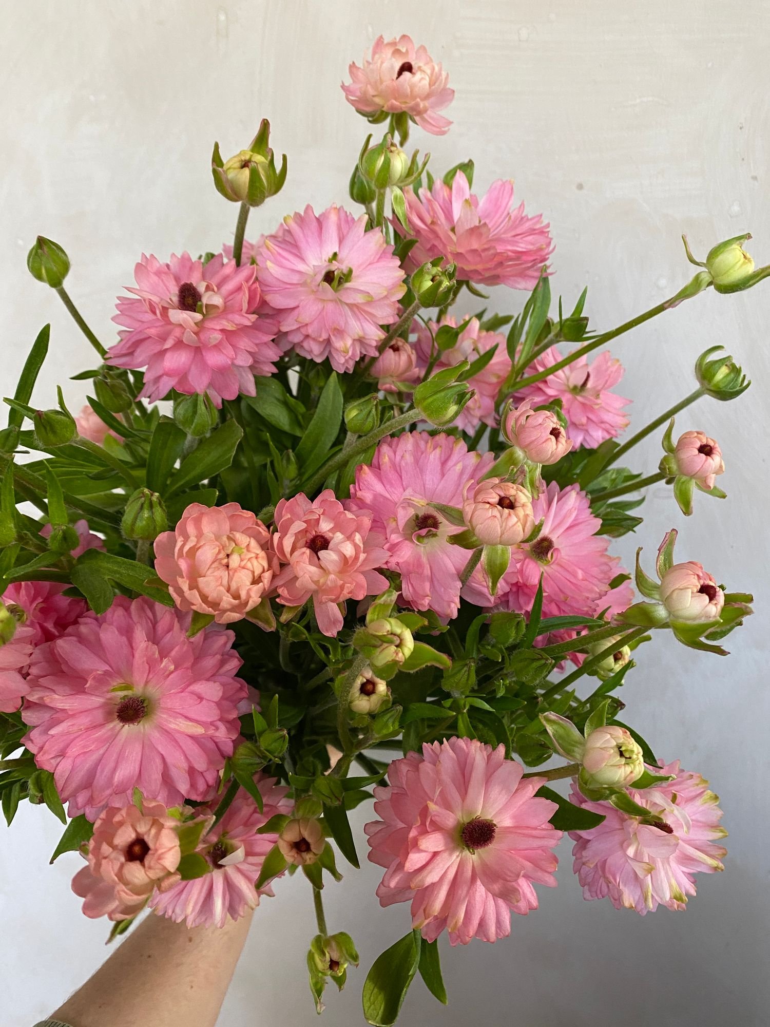 Ranunculus 'Moderna 804'