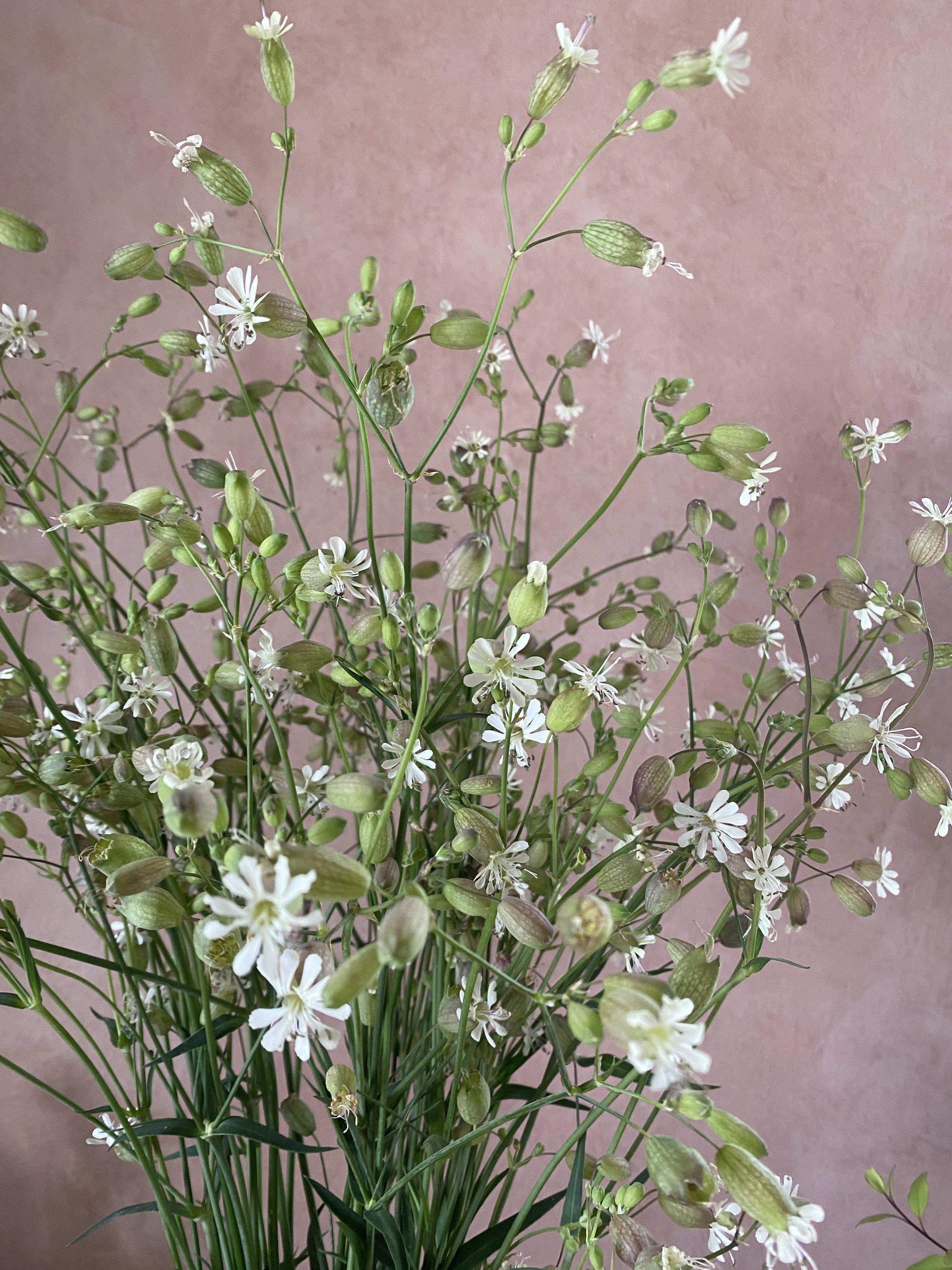 Silene