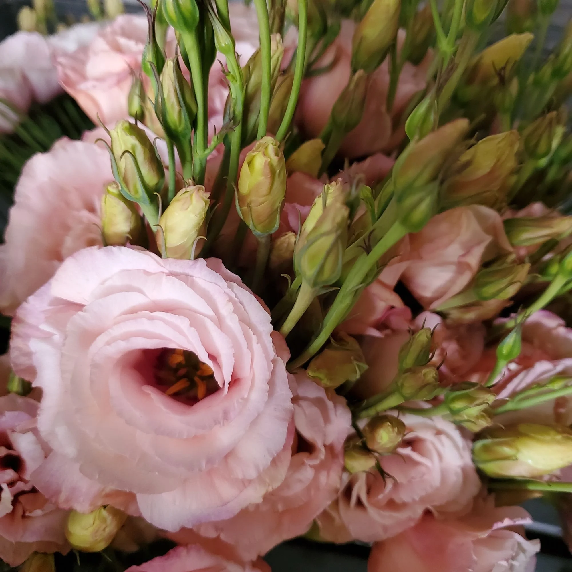 Lisianthus 'Arena Apricot'