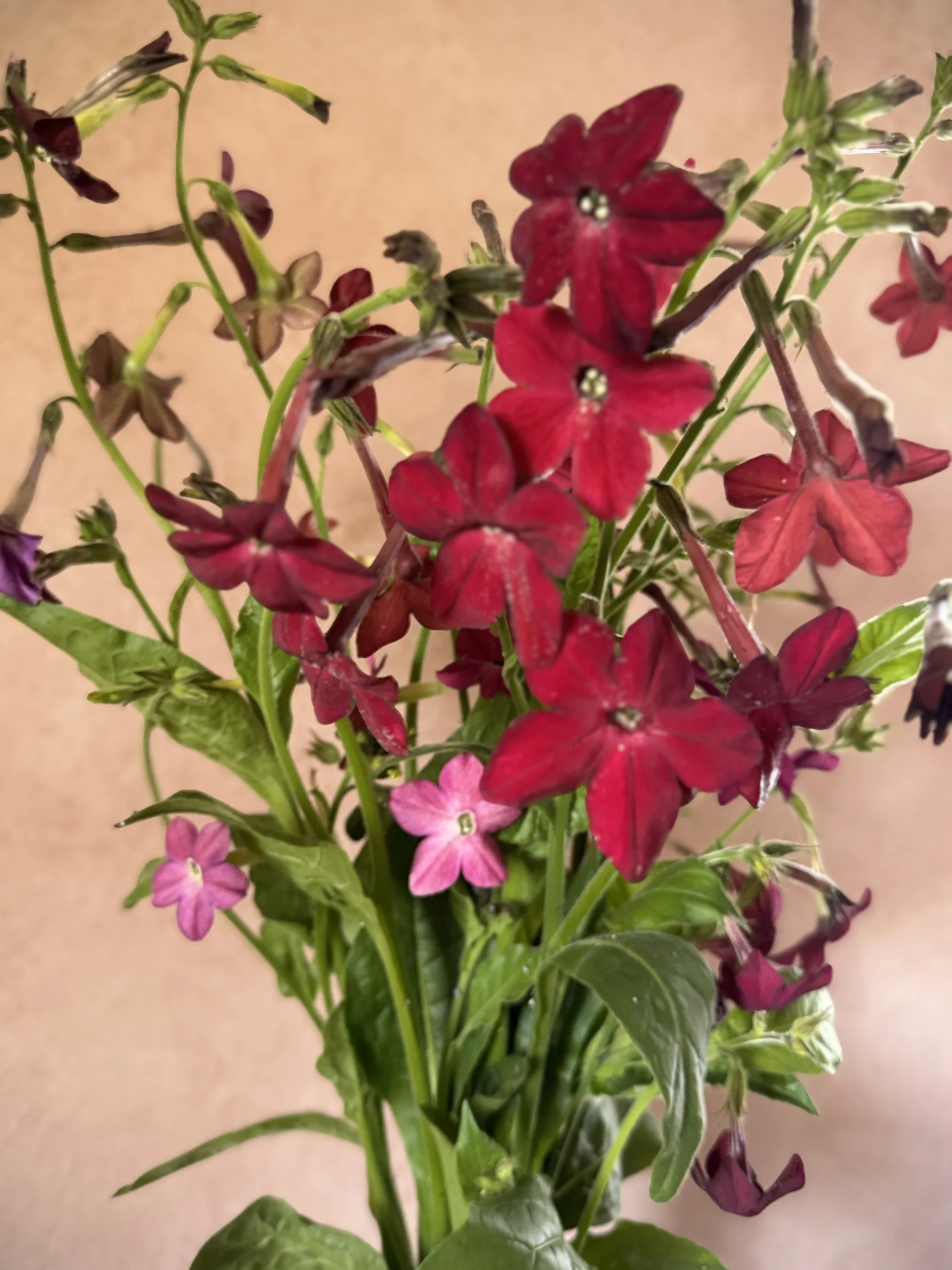 NICOTIANA x sanderae Select Night Flight