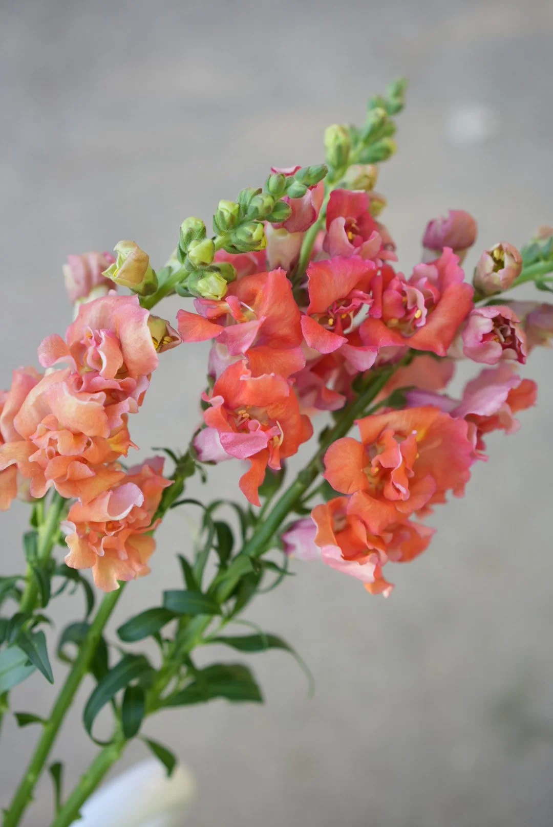 ANTIRRHINUM majus Madame Butterfly Cherry Bronze