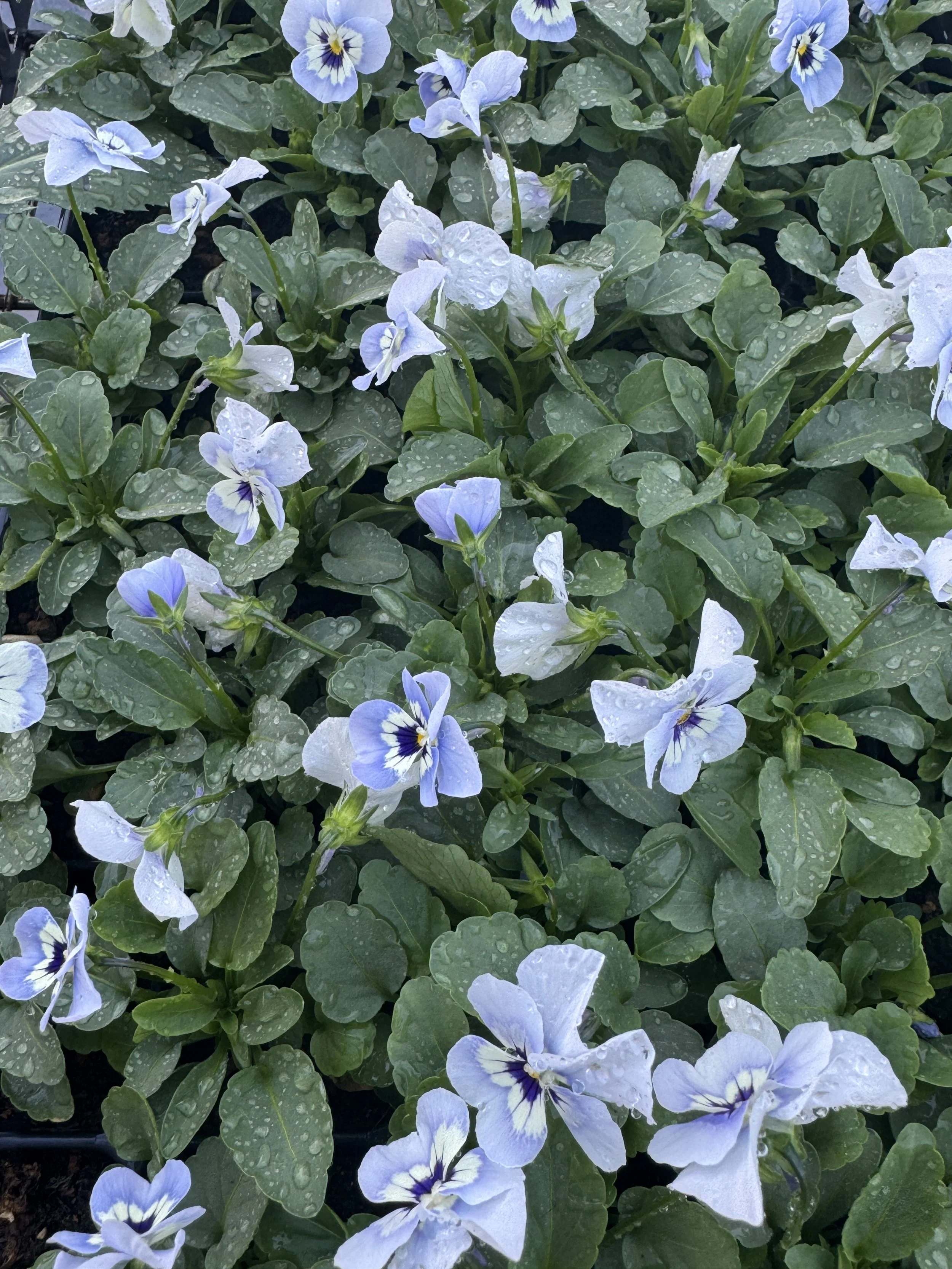 VIOLA cornuta Penny Marina