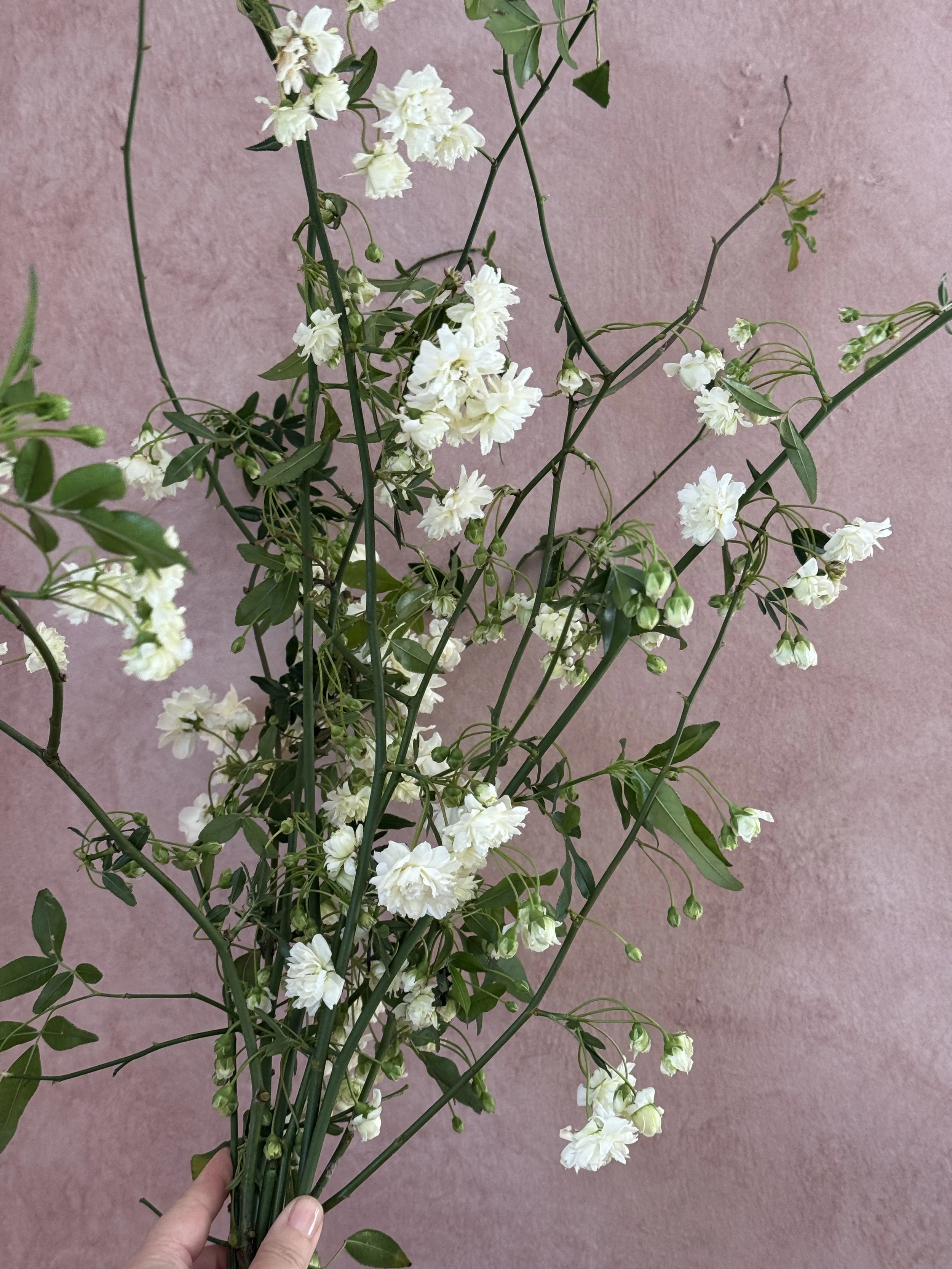 ROSA banksiae (16-24")