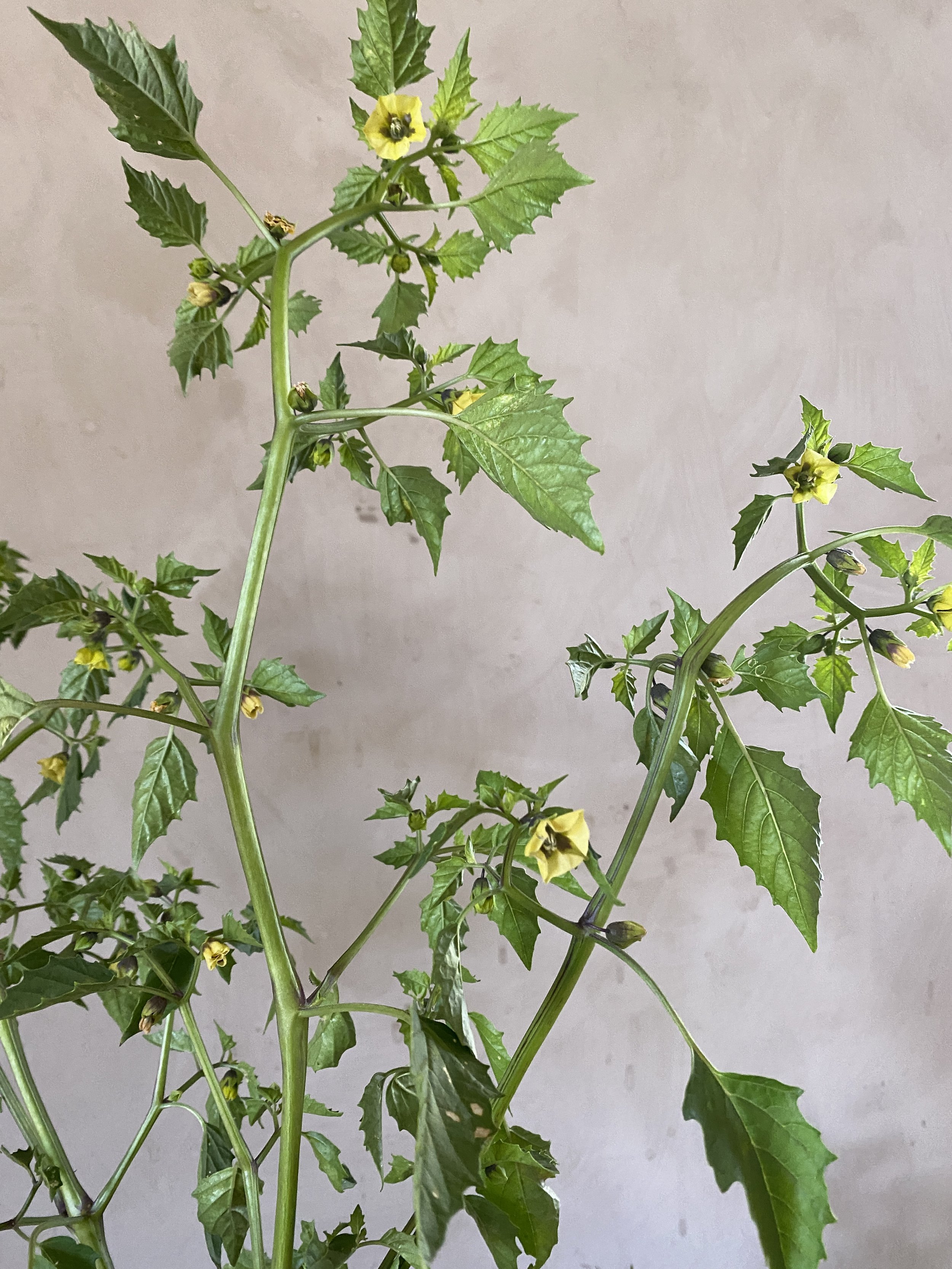 Tomatillo