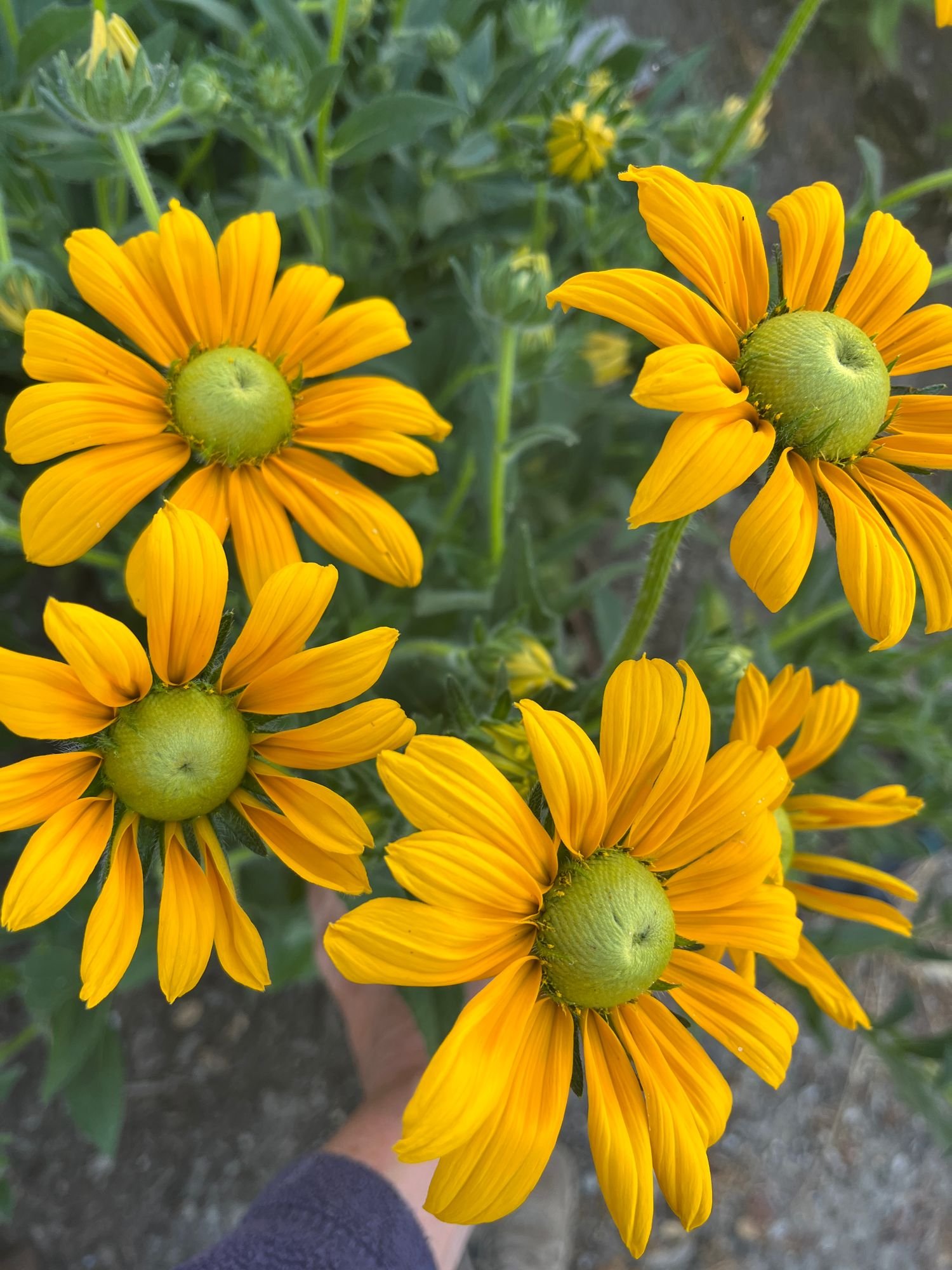 Rudbeckia 'Irish Eyes'