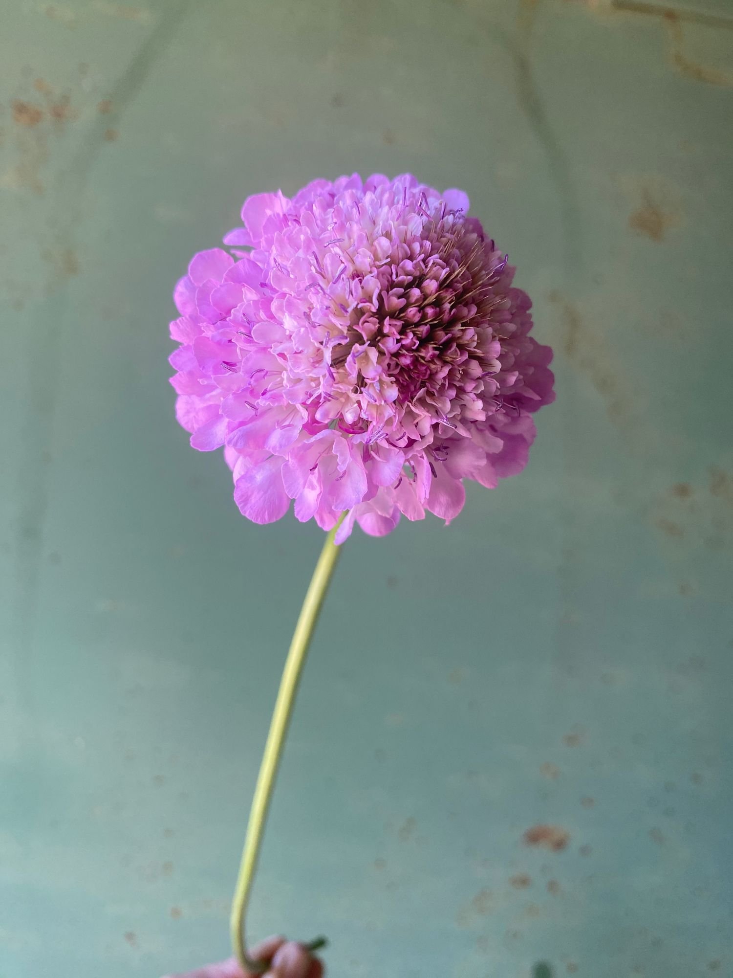 Scabiosa 'Scoop Lilac'