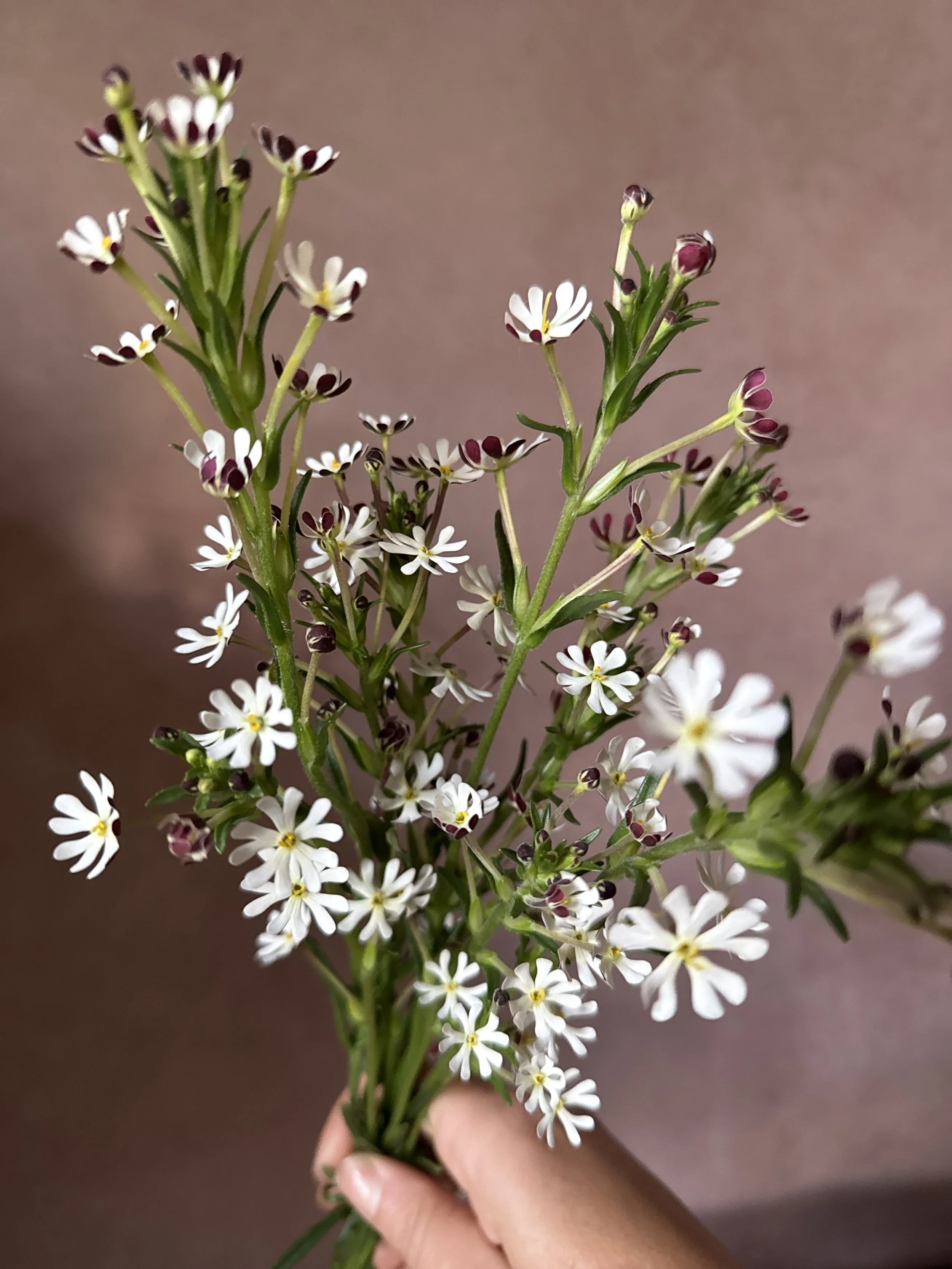 ZALUZIANSKYA capensis (Candy Phlox)