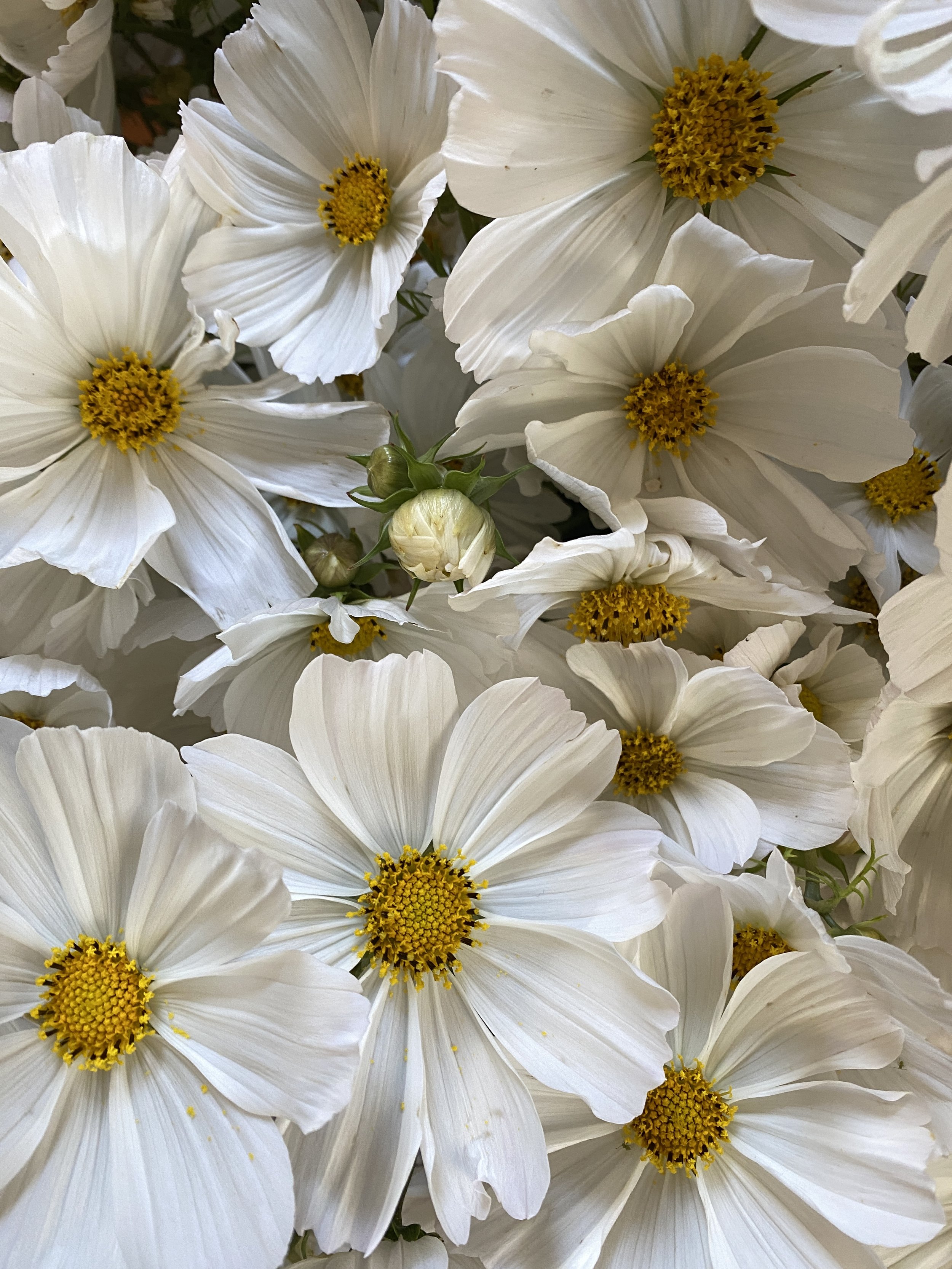 Cosmos 'Afternoon White'