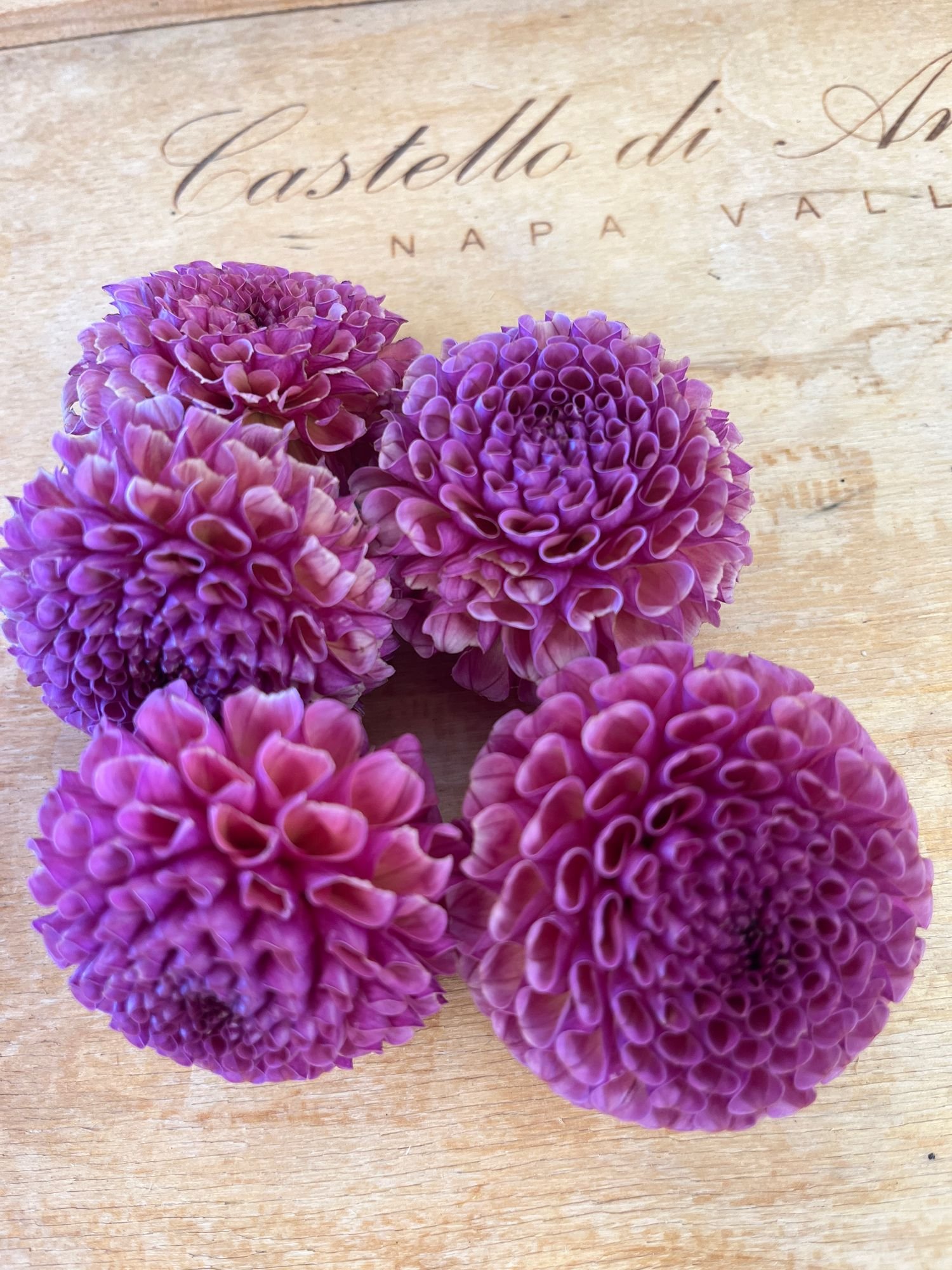 Dahlia 'Koko Puff'
