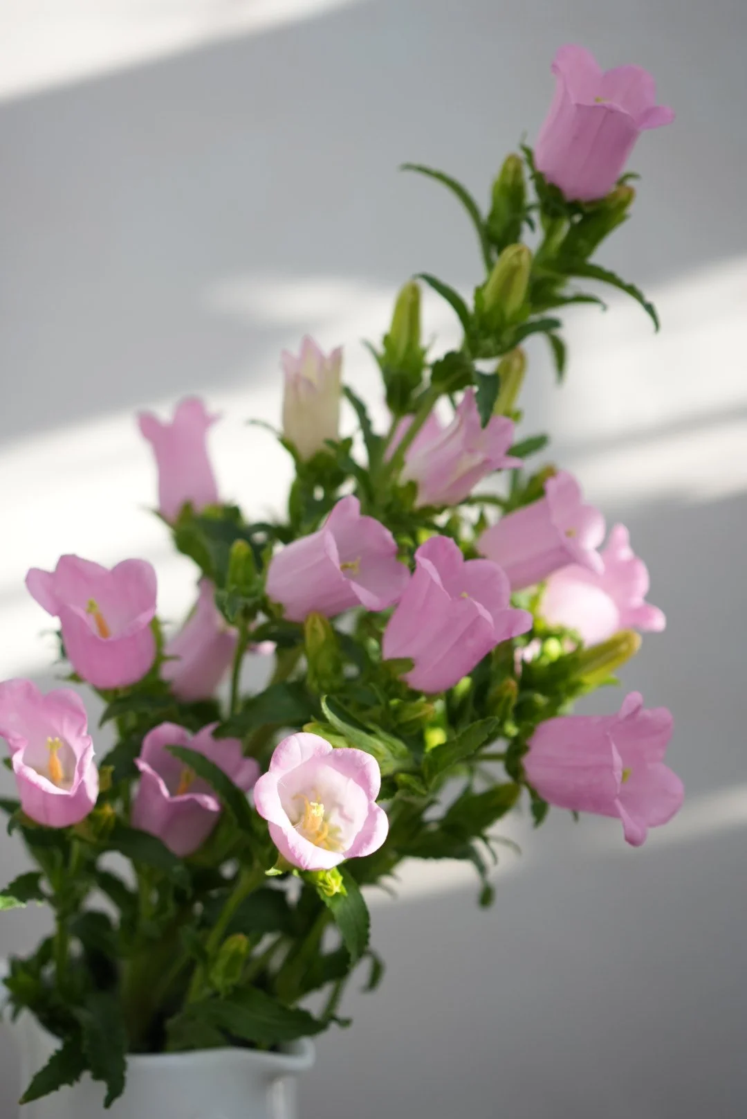 CAMPANULA medium Pink
