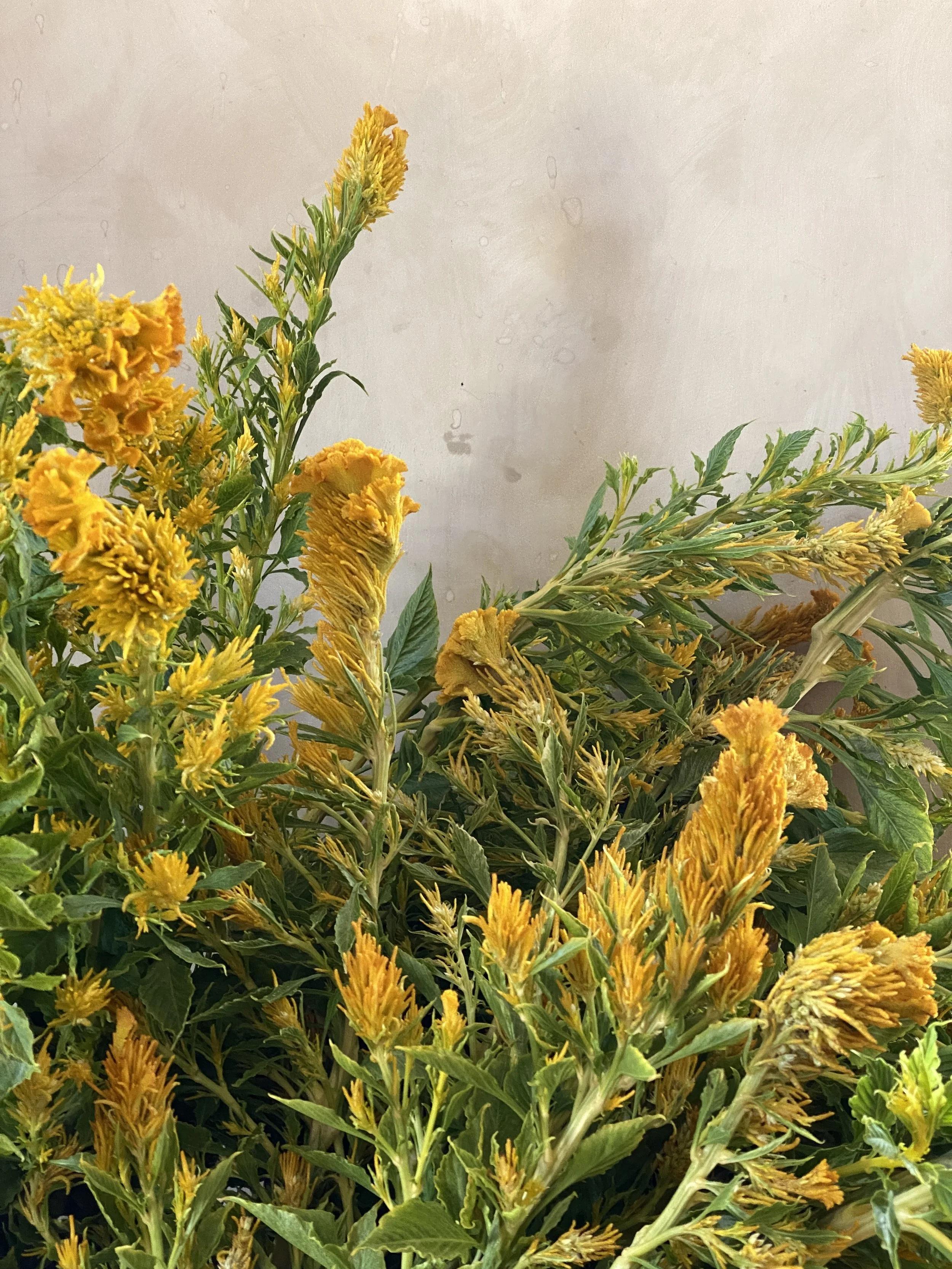 Celosia 'Yachiyo Kinpou'