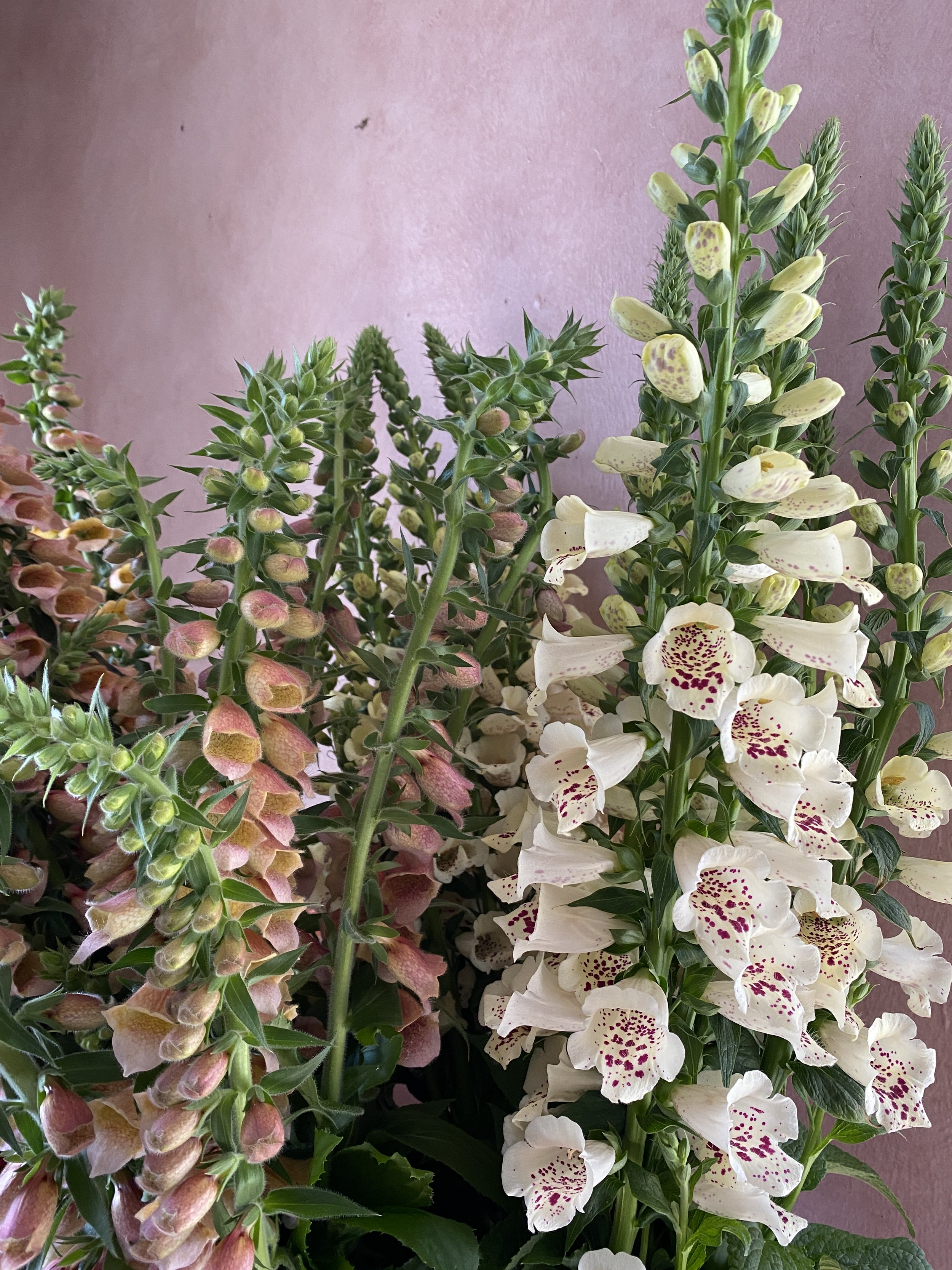 Digitalis 'Polkadot Polly' and Digitalis 'Camelot Creme'