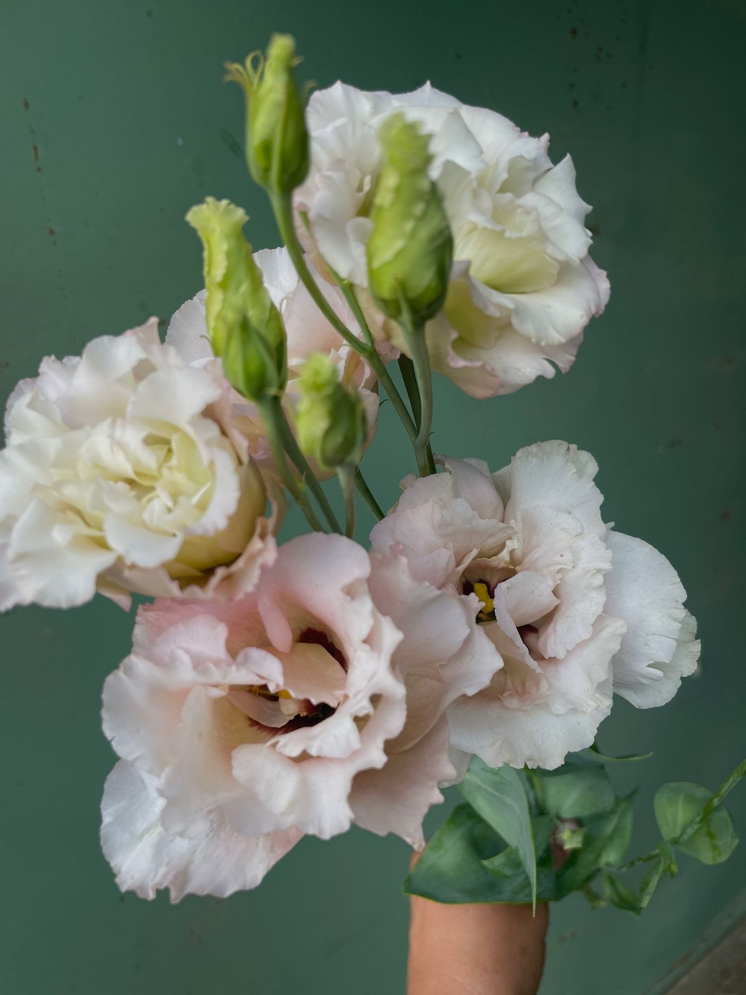 Lisianthus 'Celeb Beige Neo'