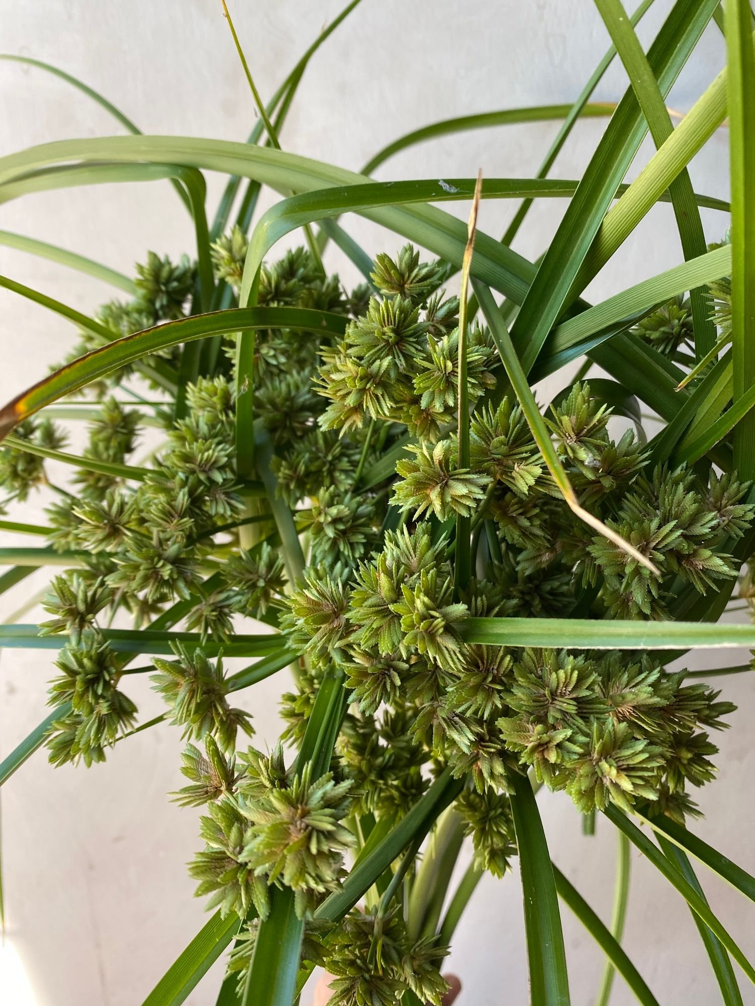 CYPERUS eragrostis Cypress Grass