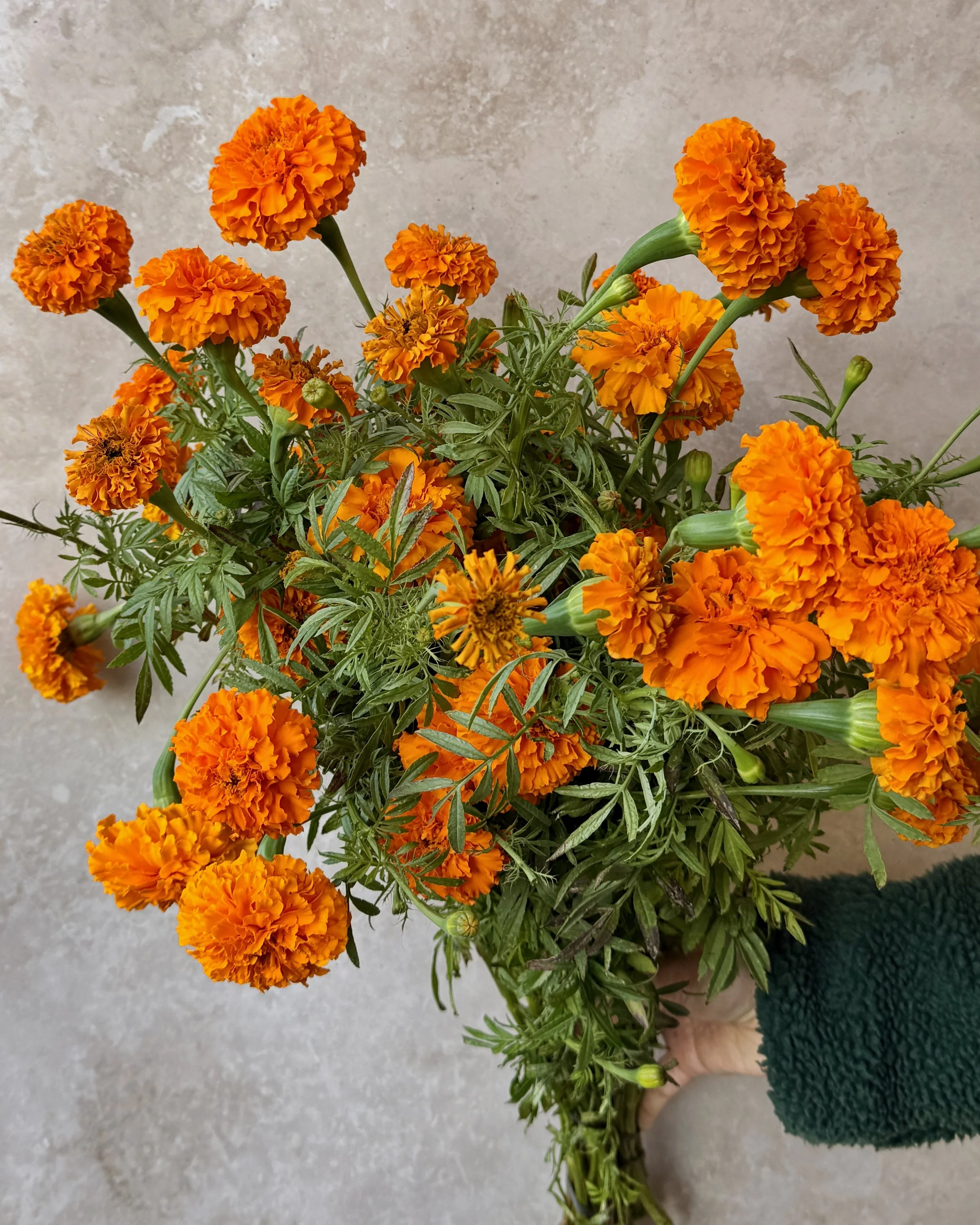 TAGETES erecta Jedi Orange