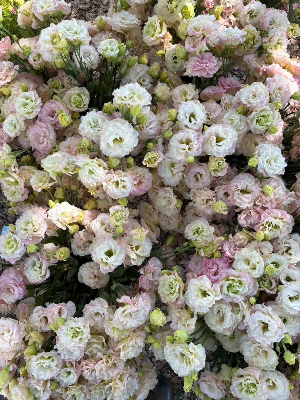 EUSTOMA grandiflorum Celeb Aurora Pink