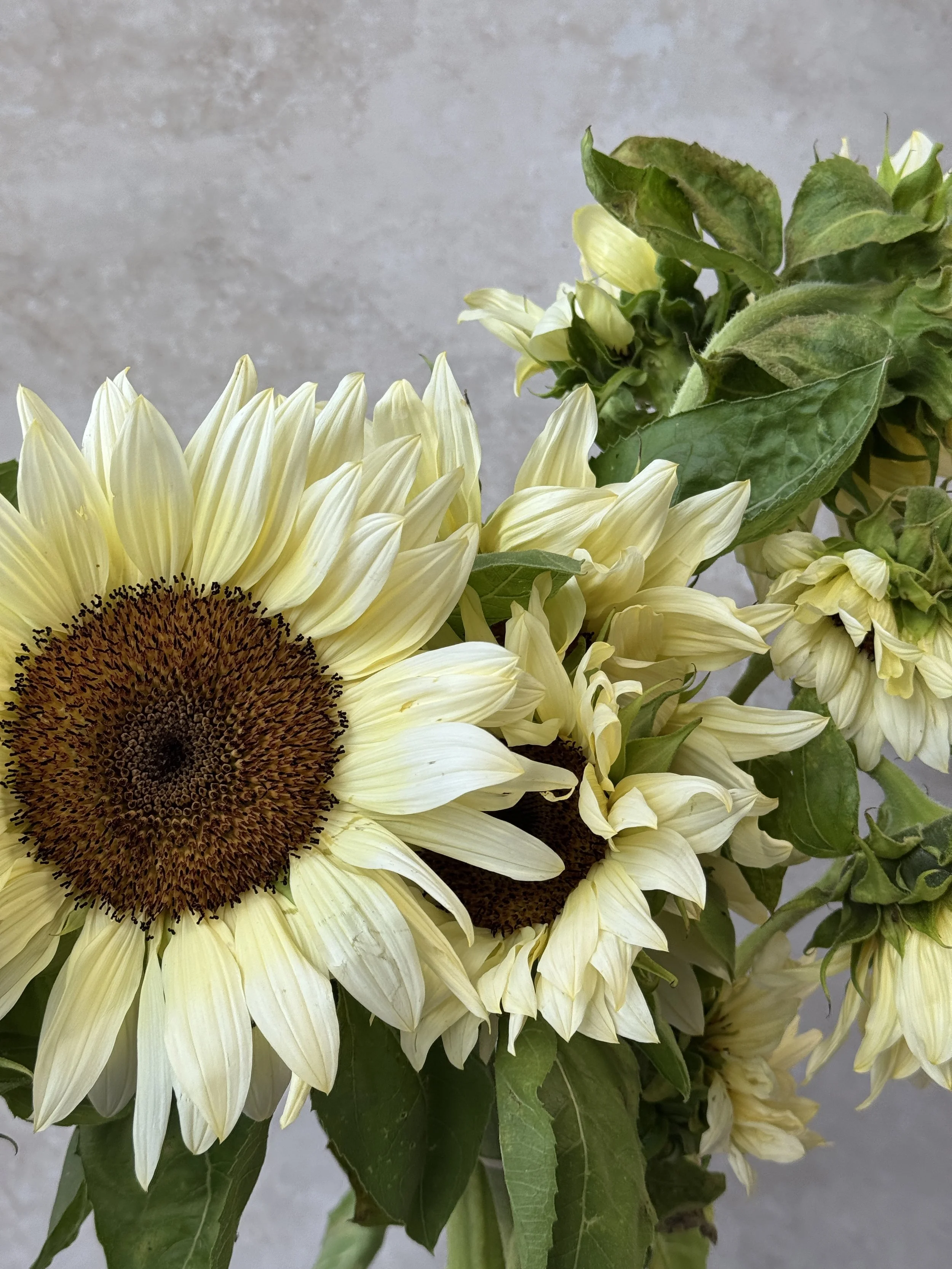 HELIANTHUS annuus ProCut White Nite