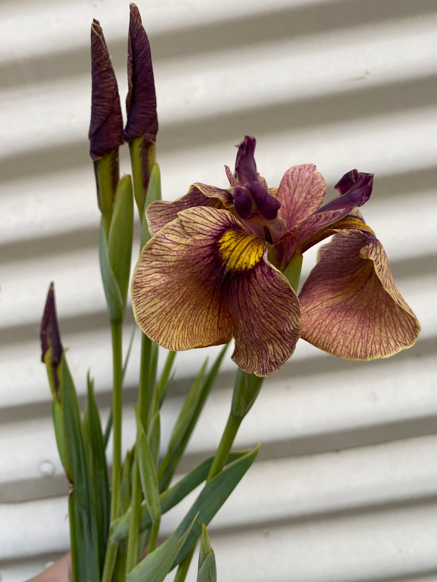 IRIS pseudacorus