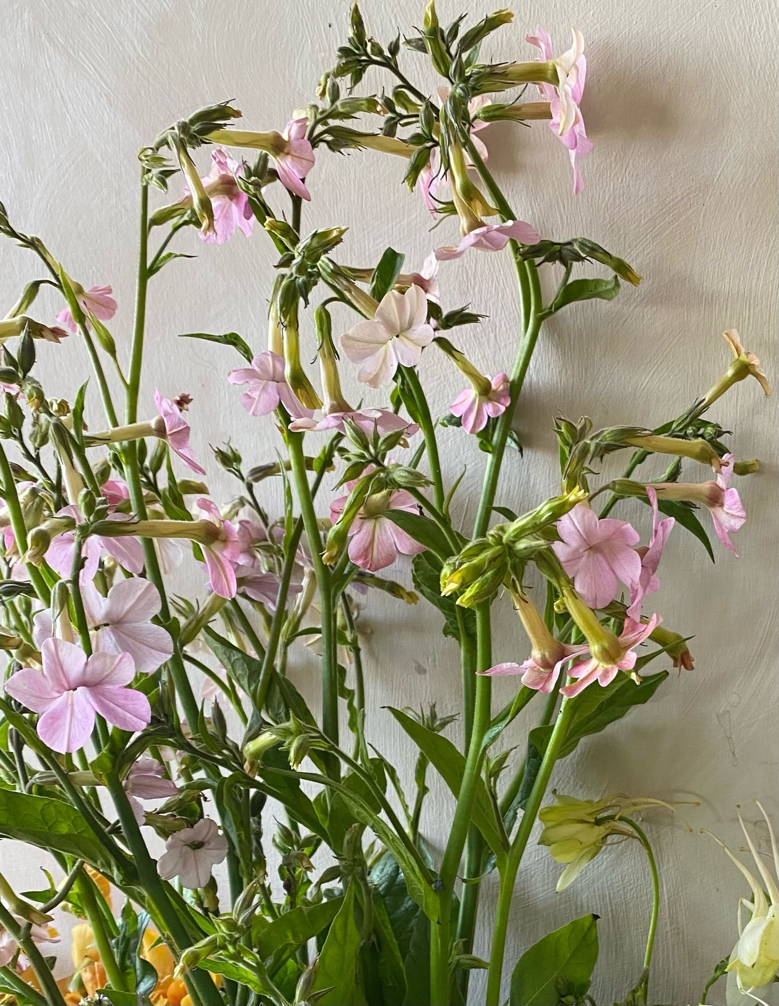 NICOTIANA alata x mutabilis Bella