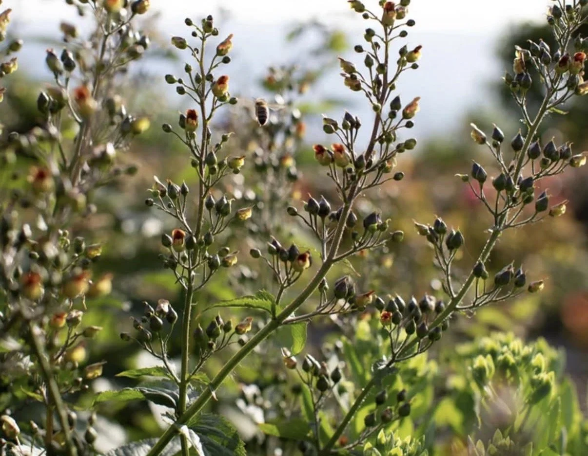 SCROPHULARIA nodosa (Figwort)
