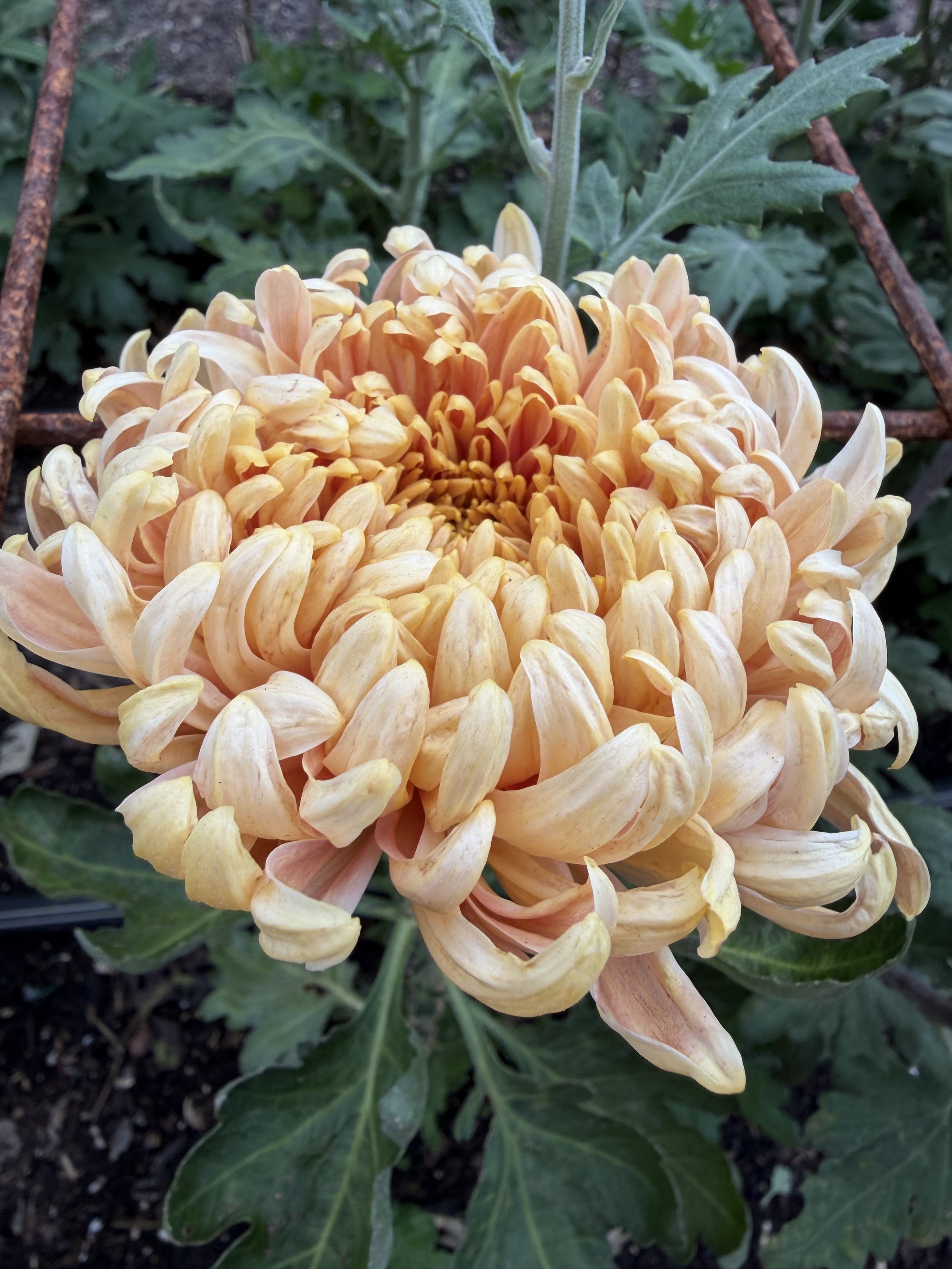 CHRYSANTHEMUM x Salmon Allouise