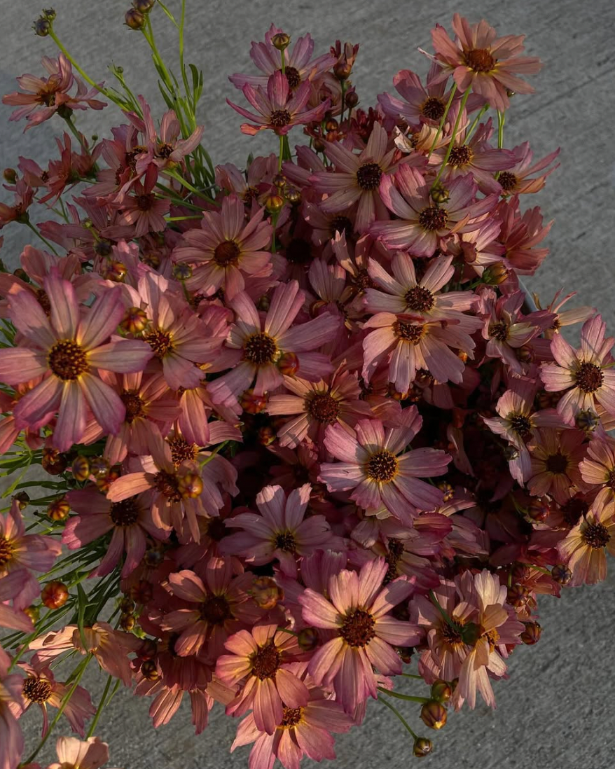 COREOPSIS x Fall Sensation Sandstone